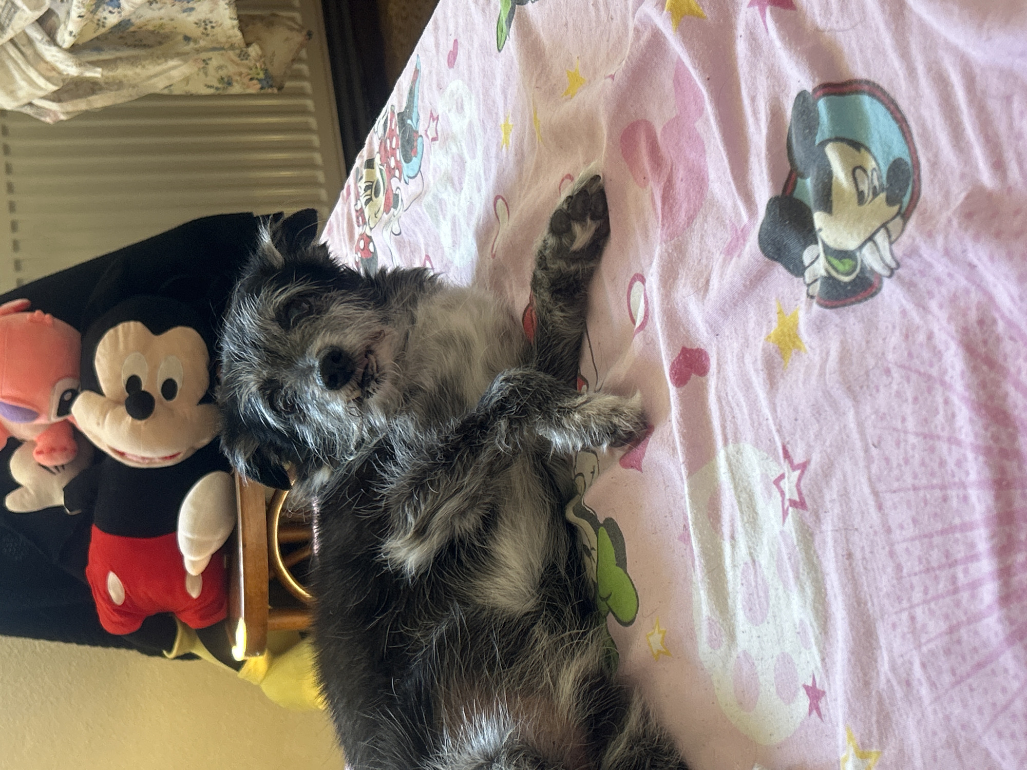 A small, scruffy dog with black and gray fur is lying on its back on a pink bedsheet decorated with cartoon characters. The dog appears to be asleep or resting, with its eyes closed and paws in the air. To the left of the dog are two stuffed toys: a large plush Mickey Mouse wearing red shorts and a white shirt, and a smaller pink character, possibly Stitch, peeking out from behind Mickey. The bedsheet has a repeating pattern of Mickey Mouse heads, stars, and other whimsical designs. The setting appears to be a bedroom, with a wooden chair or furniture leg visible between the dog and the stuffed toys. A blurred background shows what looks like blinds and patterned fabric. The lighting suggests it's daytime, and the overall mood is relaxed and cozy, with the dog comfortably nestled among its companions. No visible text is present in the image.