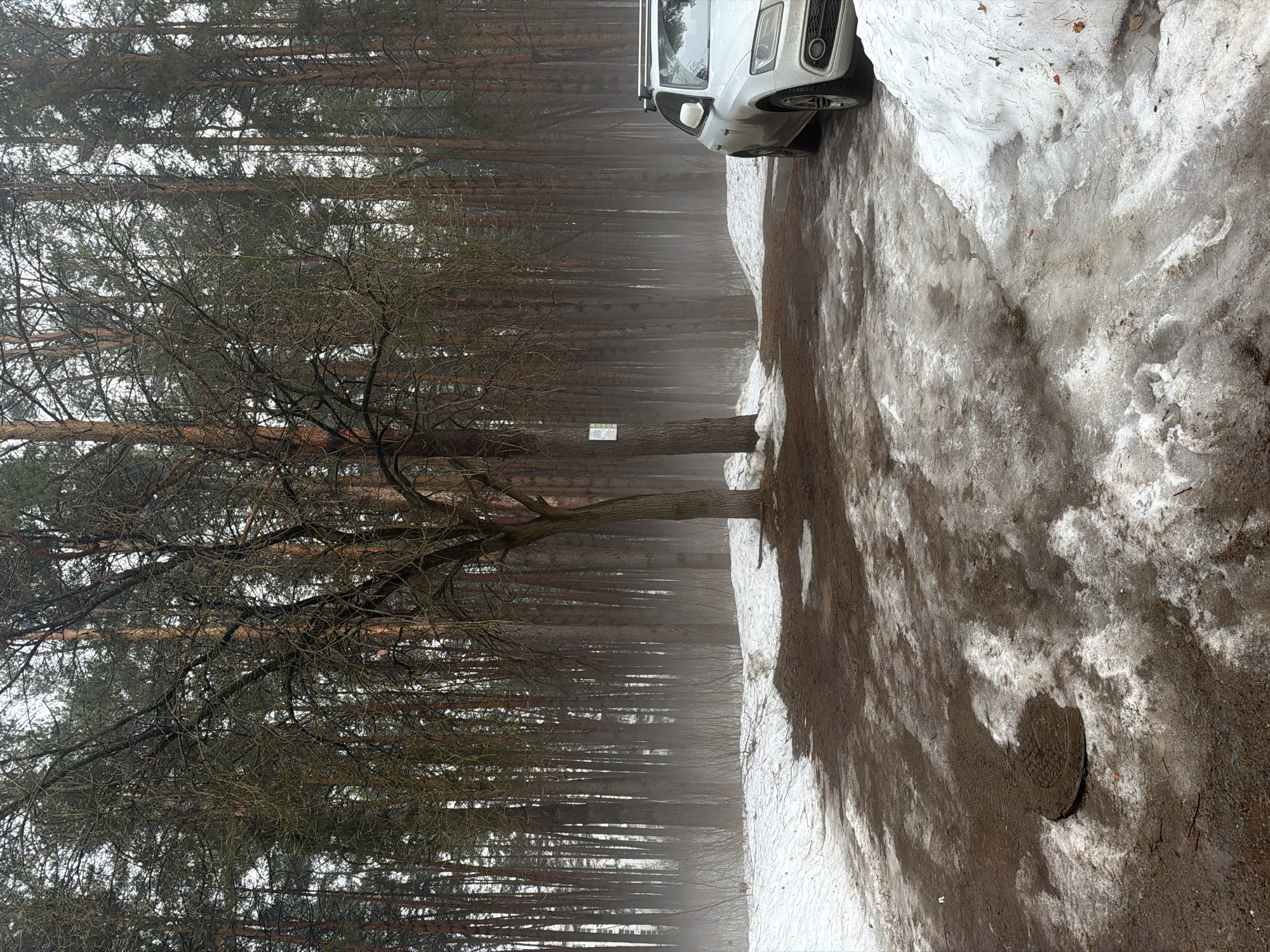 The image depicts a forest scene near Chaikovsky, Russia, partially covered in melting snow. A greyish-white SUV is parked on a patch of ground alongside a snow-covered area. A tall, bare tree stands prominently in the foreground, with a sign attached to its trunk. Behind the tree, a dense forest with tall, straight trees stretches into the misty distance. The ground is a mixture of brown earth and melting snow.
