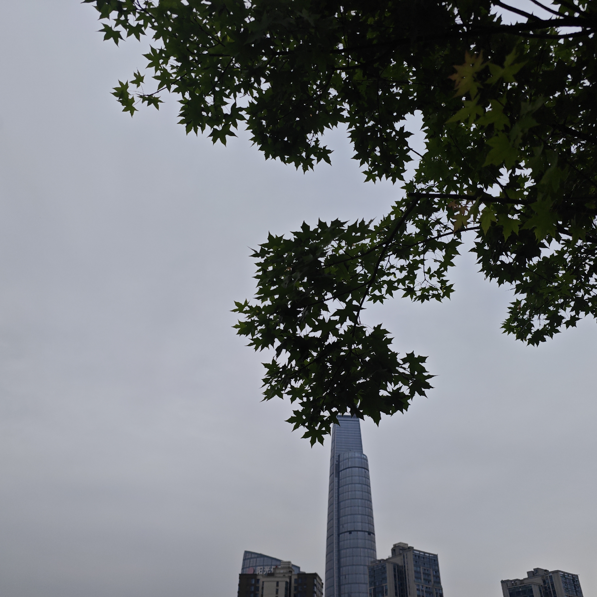 The image, taken from a low-angle perspective, features a tall skyscraper partially obscured by tree branches in the Yuzhong District of Chongqing, China. The building, characterized by its cylindrical shape and a reflective glass facade, stands prominently among other buildings. The sky is overcast, providing a dull backdrop. The foreground is dominated by branches with green maple-like leaves, casting shadows and creating a frame effect. The presence of trees and buildings suggests an urban environment with integrated greenery.