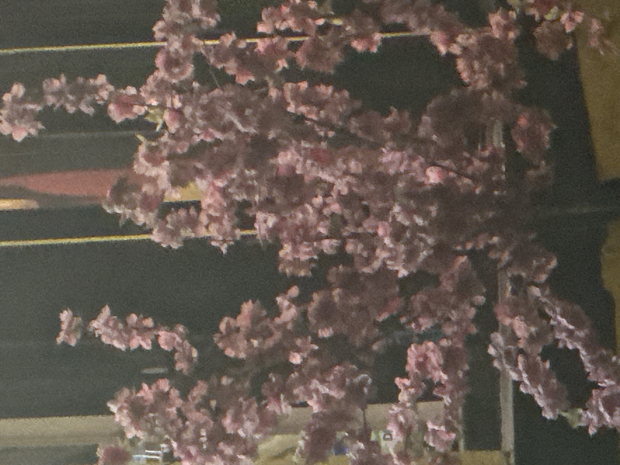 The image shows a close-up of artificial pink cherry blossoms against a dark background. The blossoms are densely clustered on branches, creating a soft, romantic effect. There are thin vertical yellow bars visible in the background, suggesting some form of lighting or structural element. The overall impression is one of artificiality and decorative arrangement, likely part of an interior design or display. There are no people or animals present in the image, and no specific landmarks or contextual clues indicate a location within the city of Galiche, Bulgaria. The image appears to be taken at night or in low light conditions, contributing to the dark background and highlighting the illuminated blossoms.