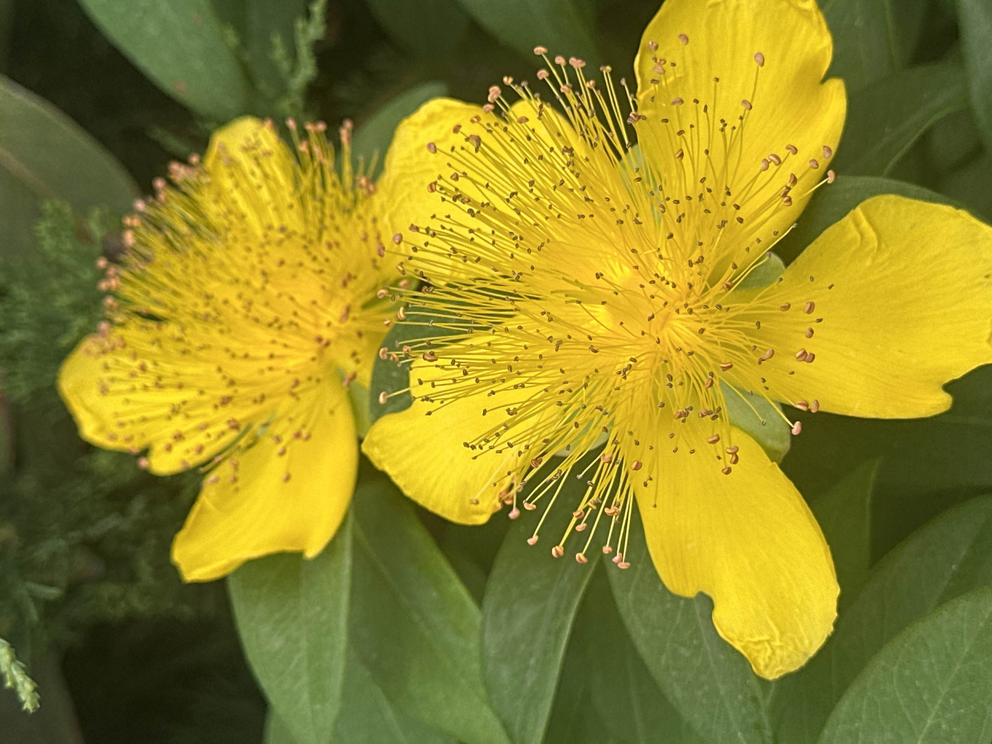 This is a close-up, high-angle shot of two bright yellow flowers with numerous thin stamens tipped with small, dark anthers and lighter pink stigmas. The flowers are in focus, with a shallow depth of field that blurs the green foliage in the background. One flower is larger and positioned in the foreground on the right, while a second, slightly smaller flower is partially visible in the upper left. The petals are vibrant and appear delicate. The image has a naturalistic feel, suggesting an outdoor setting. The lighting suggests it is daytime, likely sunny, given the brightness of the yellow petals. There is no visible text in the image. The context provided indicates the location is Sofia, Bulgaria, implying these are likely common wildflowers or garden plants found in that region. The image captures the intricate details of the flowers' reproductive parts and their vivid color against the muted green background.