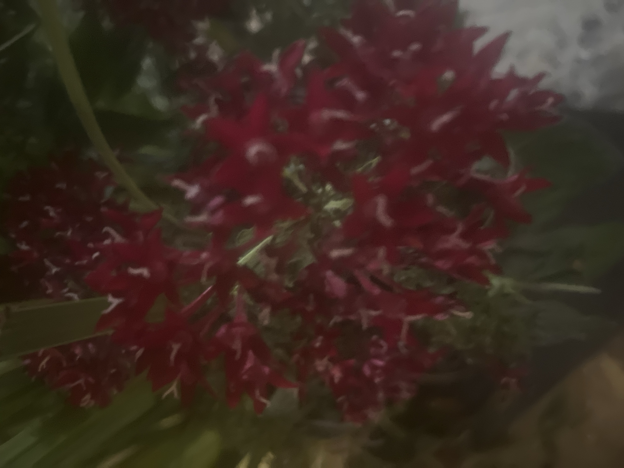 The image is a close-up, dimly lit photograph of a cluster of small, deep red flowers with some white accents. The flowers appear to be densely packed and have a star-like or elongated shape. Green foliage is visible in the background, out of focus. The overall impression is that of a botanical subject, likely a plant or flower arrangement, presented in a natural or indoor setting. There are no people or discernible urban elements in the frame to indicate a specific location within Or Akiva, Israel. The image is out of focus and the lighting is poor, making detailed identification of the plant species difficult.