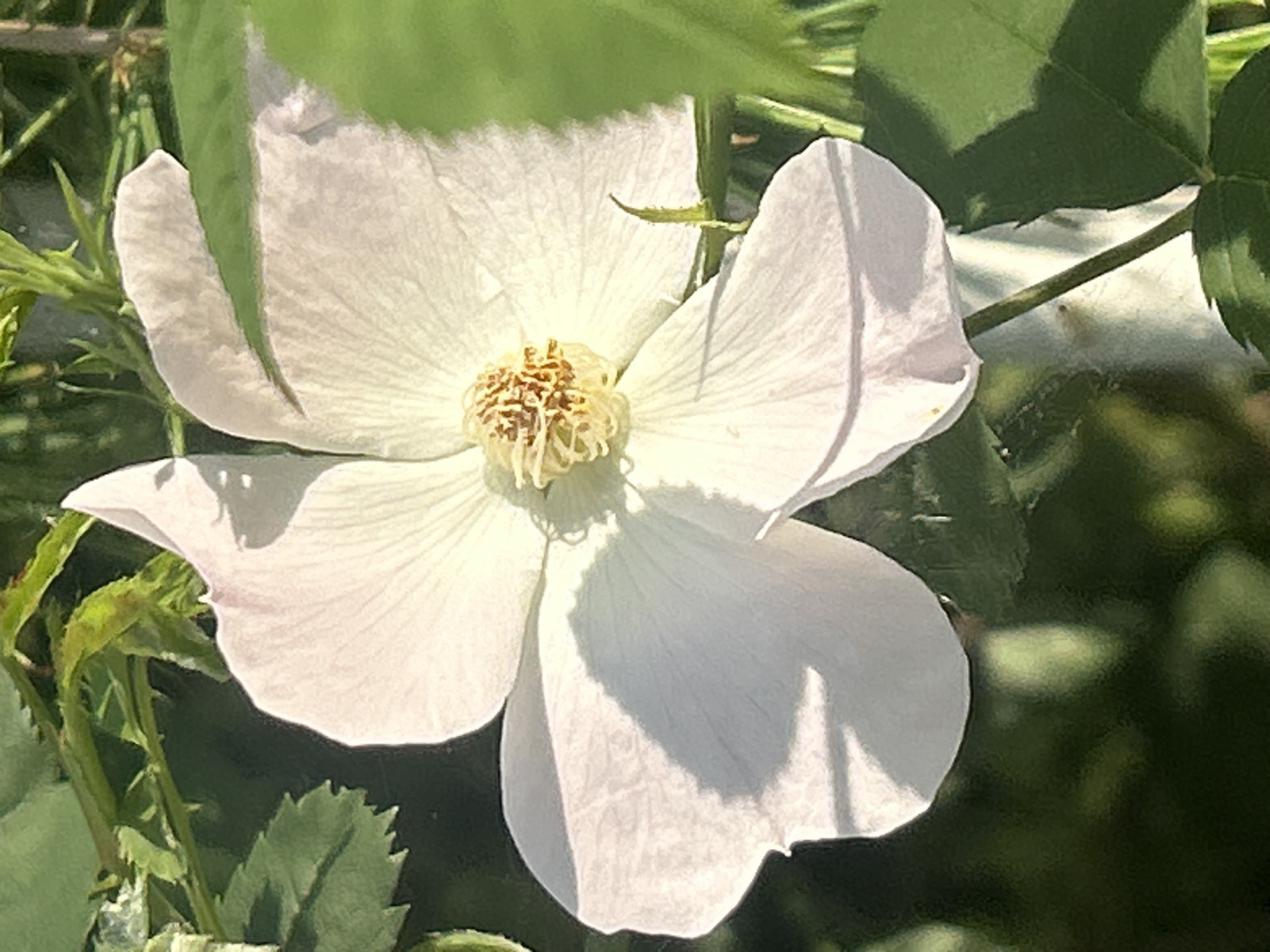 A close-up shot features a white flower with visible veins on its petals and a central cluster of golden-brown stamens. The flower is partly shaded, creating shadows on some petals. Green foliage surrounds the flower, and the background is out of focus. Location data is not available in the image.