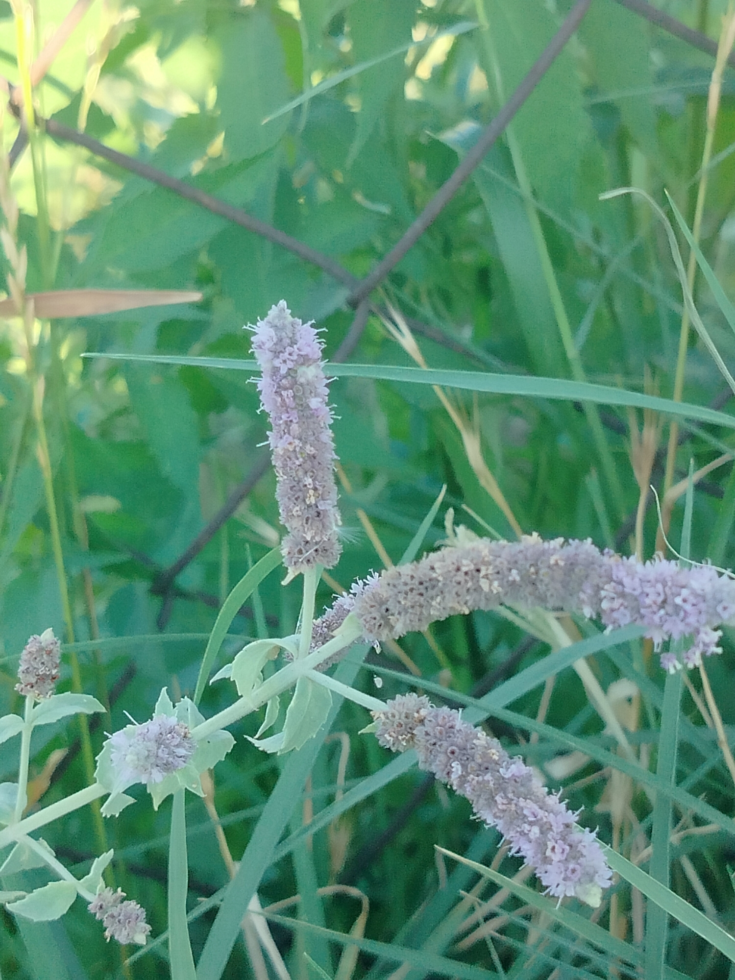 The image shows a close-up of a plant with multiple spiky, pale purple flower clusters. The plant has thin, green stems and leaves. The background is a blur of green foliage and what appears to be a wire fence. The scene is outdoors, likely in a natural or overgrown setting. The location is specified as Kölkent, Kazakhstan, suggesting this is a plant found in that region. There are no people or animals visible in the image.