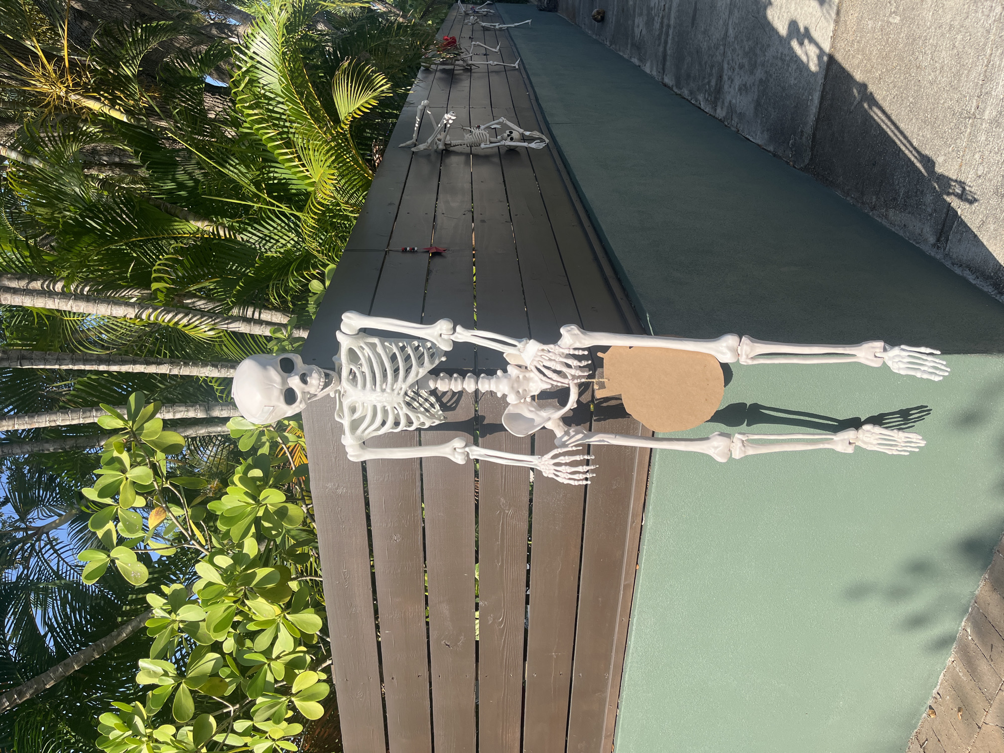 The image depicts an outdoor scene in Fort Lauderdale, United States of America. A large skeleton decoration is prominently displayed, hanging over a brown wooden fence. The skeleton is white and appears to be made of plastic. It has a circular, brown cutout hanging from its waist. Behind the fence, lush green foliage and palm trees are visible, suggesting a tropical or subtropical environment. The fence is mounted on a light green wall. Further down the fence, several other smaller skeleton decorations are also visible, some appearing to be crawling or hanging. A paved walkway runs alongside the wall, with shadows cast by the foliage and possibly the skeletons. The sky above is blue.