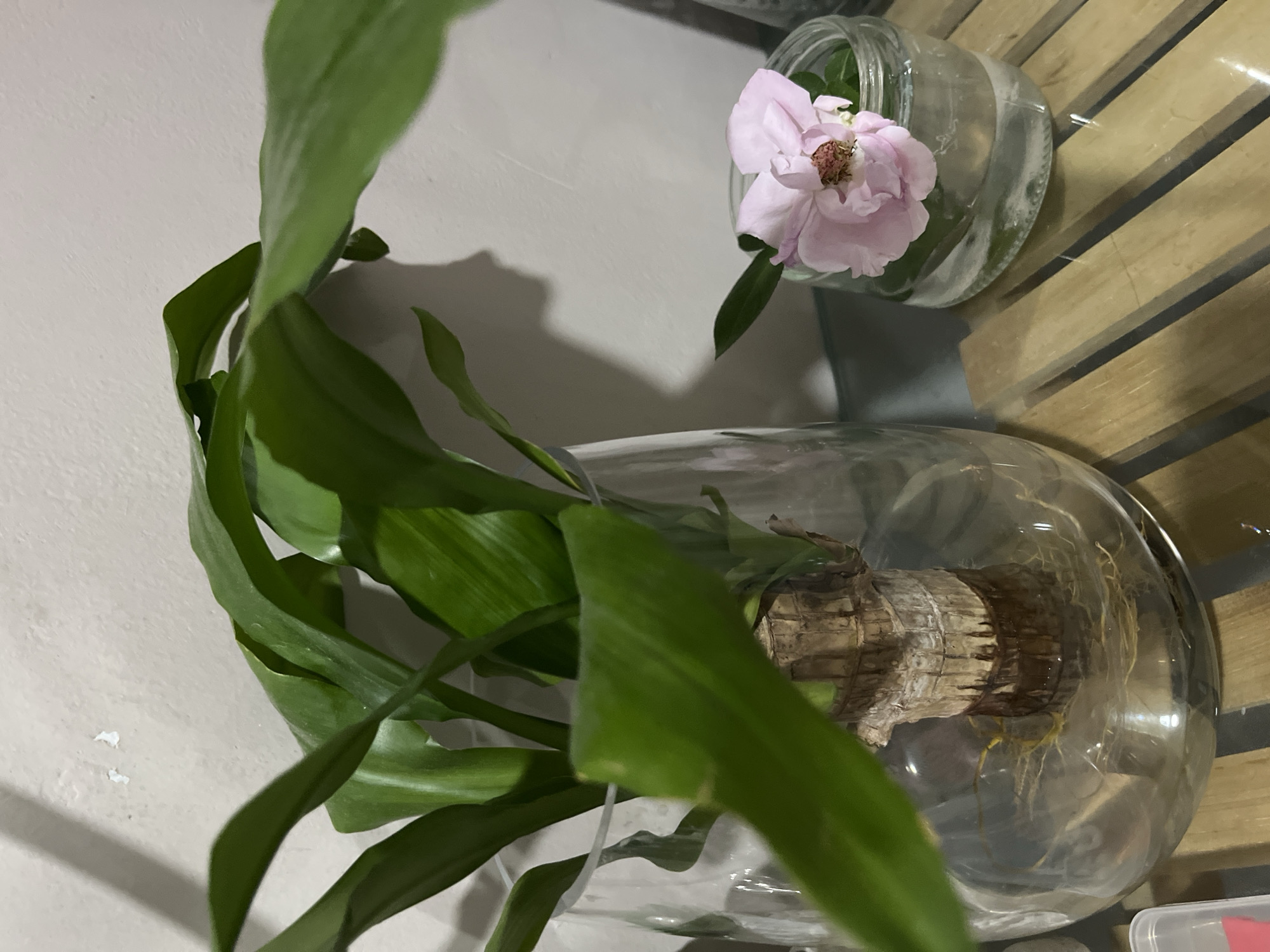 A large green plant is in a clear glass vase filled with water. The plant's roots are visible in the water. Next to it, a small pink flower is in a clear glass jar with water. Both are on a wooden surface. The background is a plain wall with a shadow cast by the plant on it.