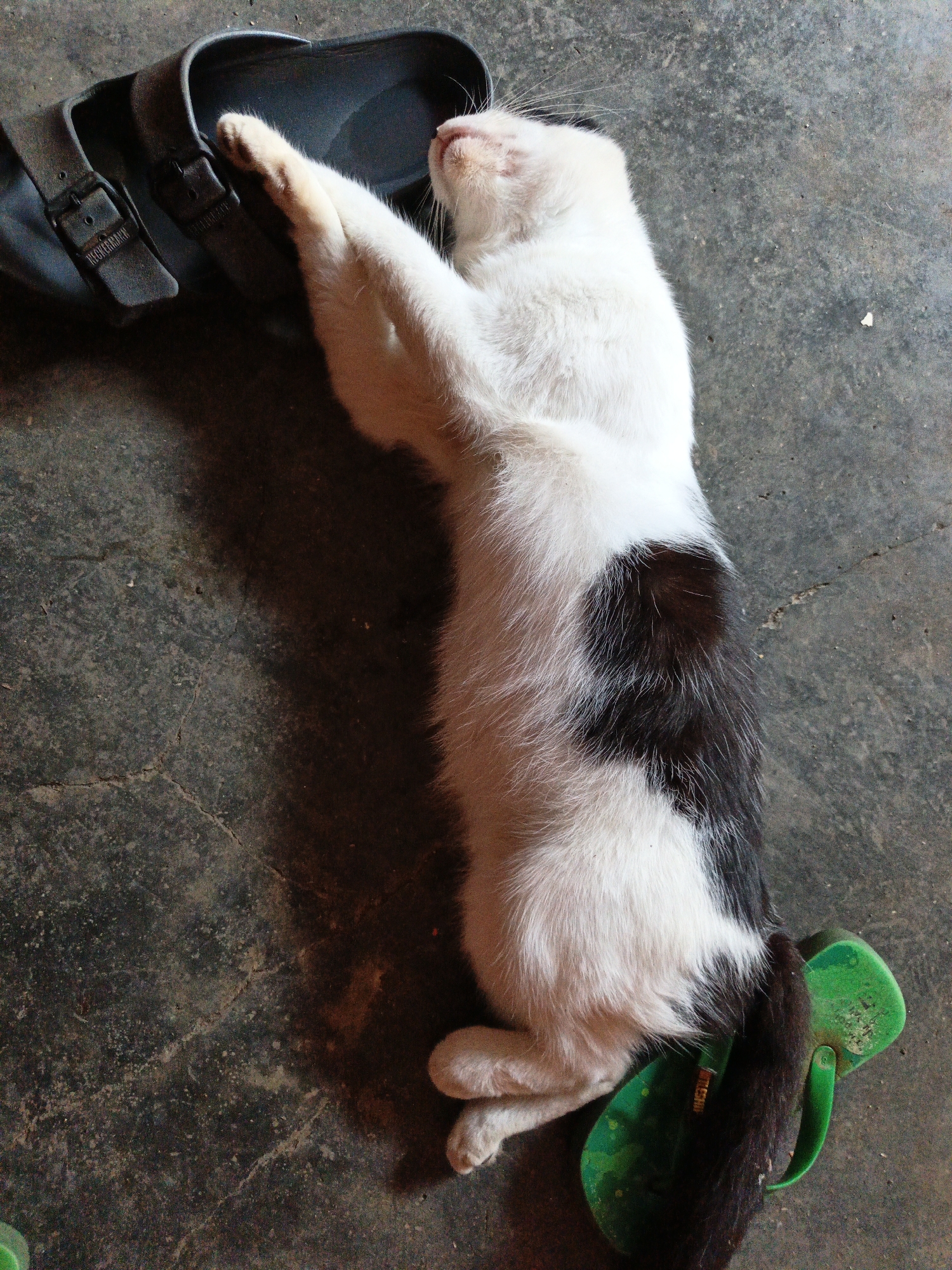 A black and white cat is lying on its side on a concrete floor, next to a black sandal and a green flip-flop. The cat's head is resting on the black sandal, and its paws are extended. Its eyes are closed, and its mouth is slightly open. The cat's fur is mostly white, with black patches on its back and tail. The concrete floor is a dark gray color and appears to be somewhat rough and cracked. The lighting suggests it is daytime, with a shadow cast by the cat and sandal. The image appears to be taken in an outdoor or semi-outdoor setting. The specific location is identified as Gedung Nyapah, Indonesia.