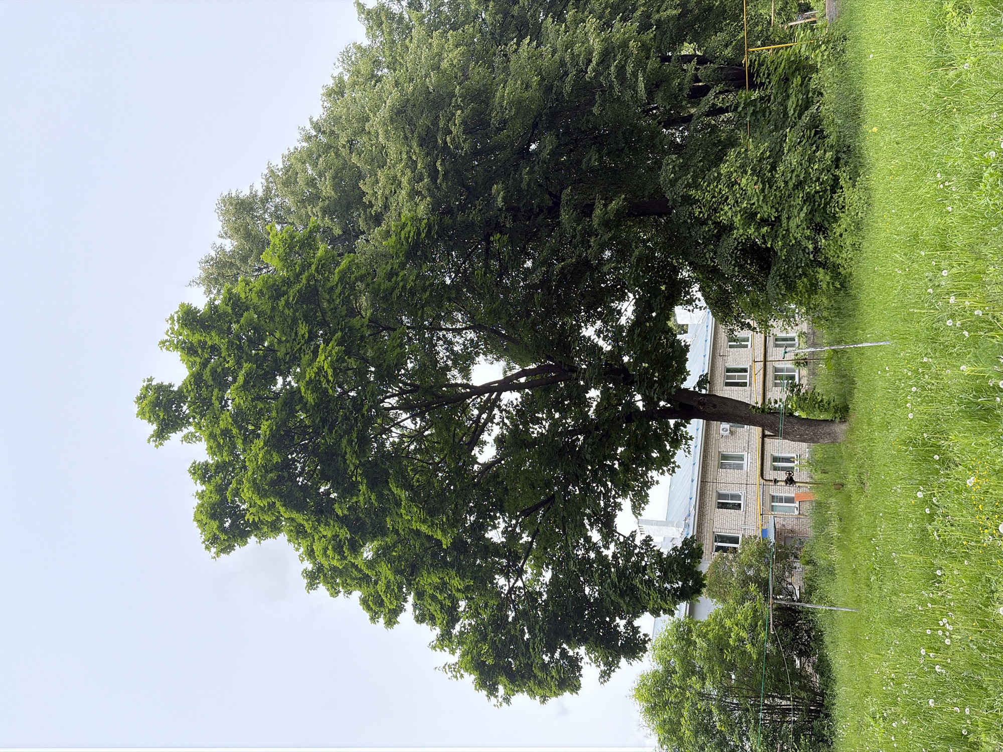 The image shows a large tree with dense green foliage dominating the view. Behind the tree, a two-story building with white-framed windows and a light-colored brick facade is partially visible. To the right of the tree, there is a grassy area with tall grass, some dandelions, and yellow pipes running along the building's exterior. The sky is overcast and white. The location is identified as the city of Новинки, Russia.