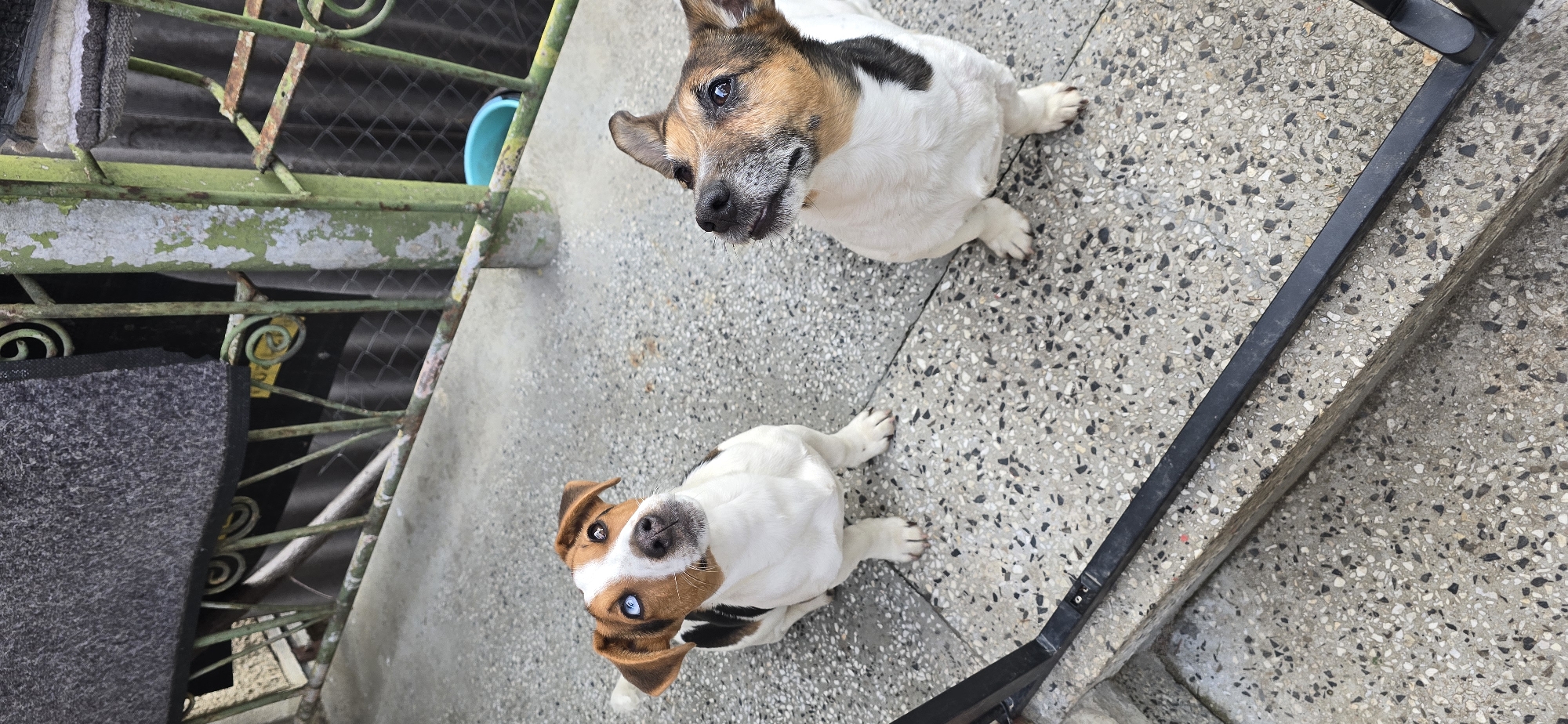 Two Jack Russell Terriers sit on a speckled concrete surface, likely stairs. The top dog has a white body with brown and black markings on its head and back. The bottom dog has similar coloring but with distinct brown patches around the eyes. A weathered green metal railing with decorative swirls is visible on the left. In the background is a chain-link fence and a glimpse of a blue bucket. The scene is likely in an urban environment, possibly Varna, Bulgaria, given the details in the request, indicated by the generic Eastern European urban architectural patterns visible.