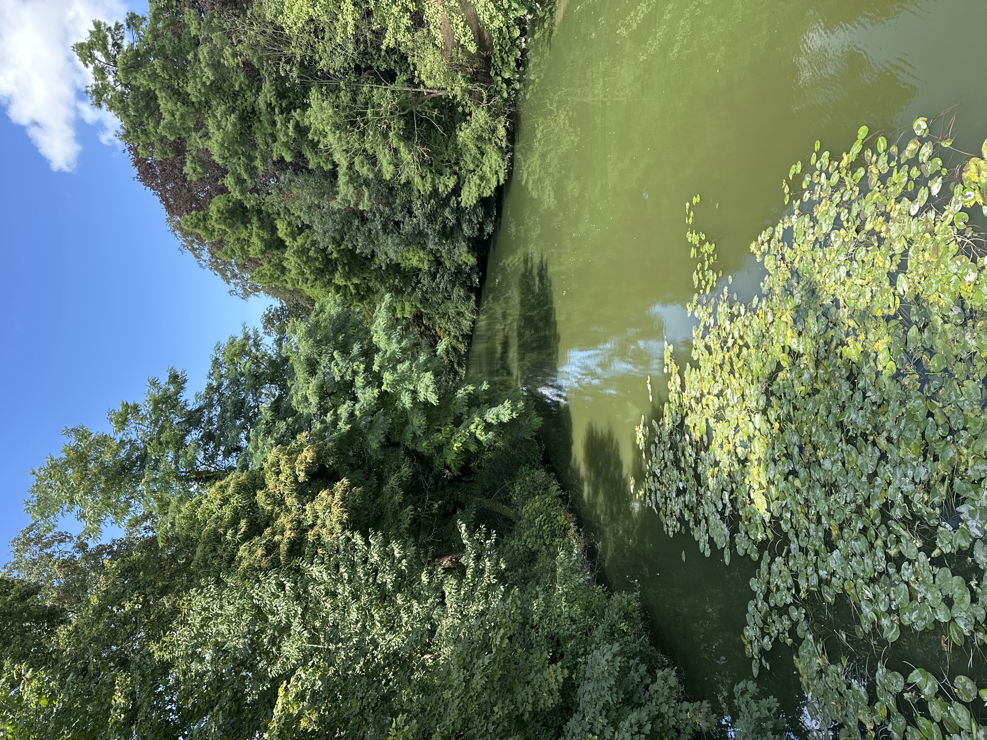 The image depicts a serene natural landscape, likely a canal or slow-moving river, bordered by lush greenery. The water is a muted green, partially obscured by a dense carpet of lily pads that occupy the foreground and extend into the middle ground. Beyond the water, the banks are densely wooded with a variety of trees, their foliage a mix of deep greens and some reddish-brown hues, suggesting a temperate climate in late spring or summer. The sky above is a clear blue, punctuated by a few wispy white clouds. The overall impression is one of tranquility and natural beauty, consistent with the picturesque setting of Bruges, Belgium. There are no people or man-made structures immediately visible in the frame, emphasizing the natural elements.
