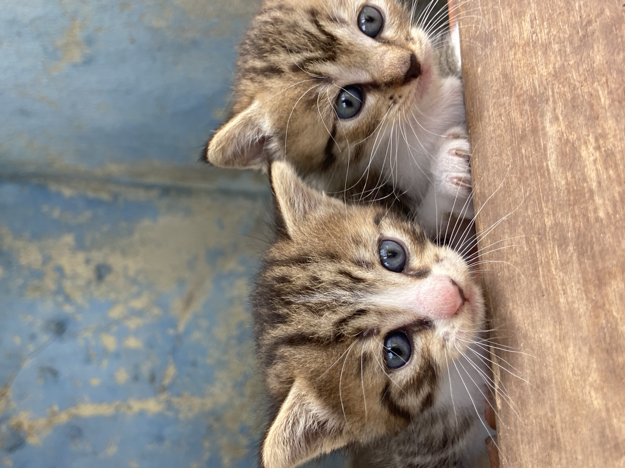 Two tabby kittens with blue eyes are peering out from a narrow space between a wooden surface on the right and a blue surface on the left. The kittens are close together, with their heads and shoulders visible. The wooden surface is light brown, while the blue surface has a mottled pattern. The location in the city of Los Velásquez, Venezuela cannot be determined from this image.
