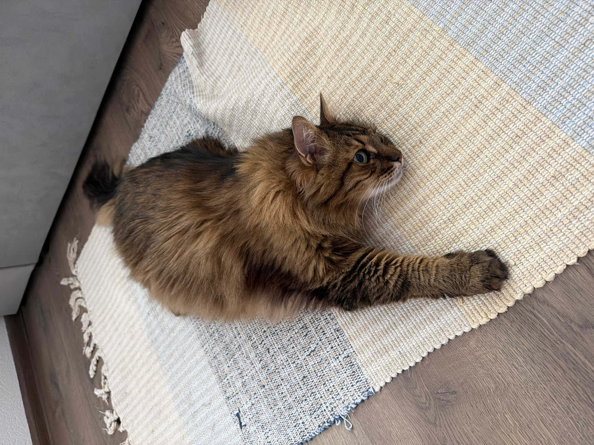 A brown long-haired cat with green eyes is lying on a striped rug on a wooden floor. The rug has stripes of beige, light blue, and white. The cat is positioned diagonally across the rug, with its head turned to the right, looking downwards. Its front left paw is extended forward. In the background, a portion of a white wall and a grey piece of furniture are visible. The image appears to be taken indoors, likely in a residential setting. There are no specific landmarks or indicators to pinpoint the location in Kyiv, Ukraine.