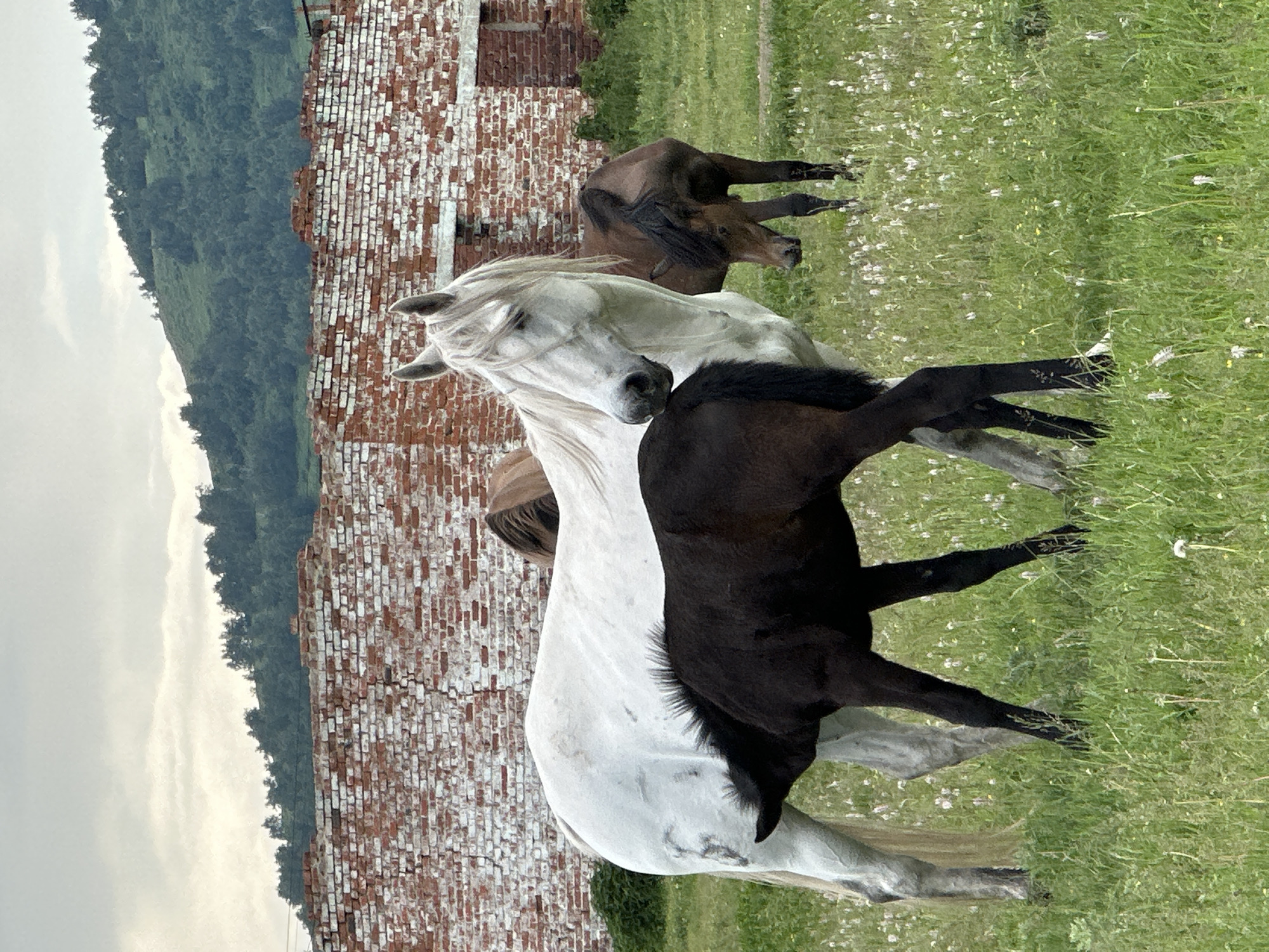 In a grassy field with sparse white wildflowers and a backdrop of an old, dilapidated brick building and a tree-covered hill under an overcast sky, a mother horse, primarily white with a mane of lighter blonde hair, stands protectively over her dark brown foal. The foal is nursing from the mother horse, its head tucked beneath her belly. To the right, another brown horse stands further back in the field, grazing. The scene depicts a pastoral moment of a horse family in a rural or abandoned setting.