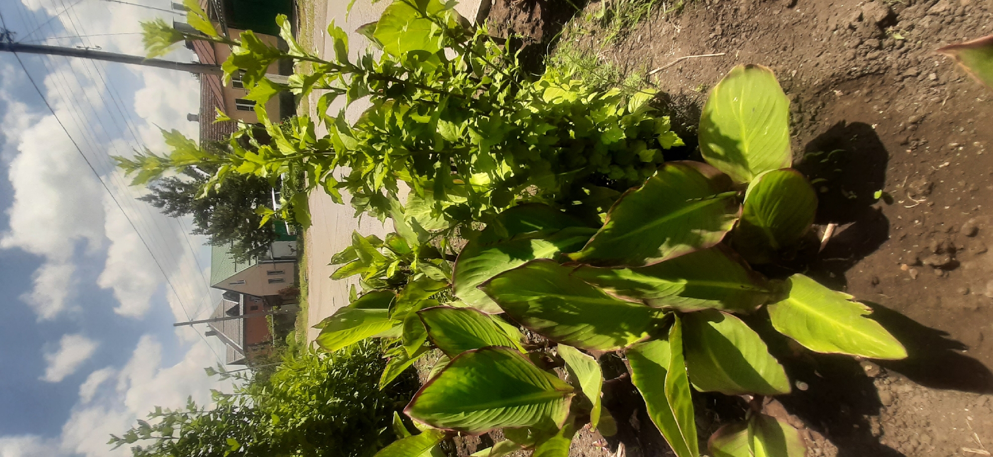 In Yessentukskaya, Russia, a bright, sunny day illuminates a residential street. In the foreground, a lush Canna Lily plant with large, vibrant green leaves edged in burgundy is planted in dark soil. Adjacent to it, a taller, leafy green bush reaches towards the sky. The street, paved with asphalt, curves gently into the distance, bordered by a narrow strip of grass and dirt. A utility pole with power lines stands prominently on the right side of the frame. In the background, a row of houses with pitched roofs and visible windows suggests a quiet neighborhood. The sky above is a cheerful blue, dotted with fluffy white clouds. No people are present in the scene.