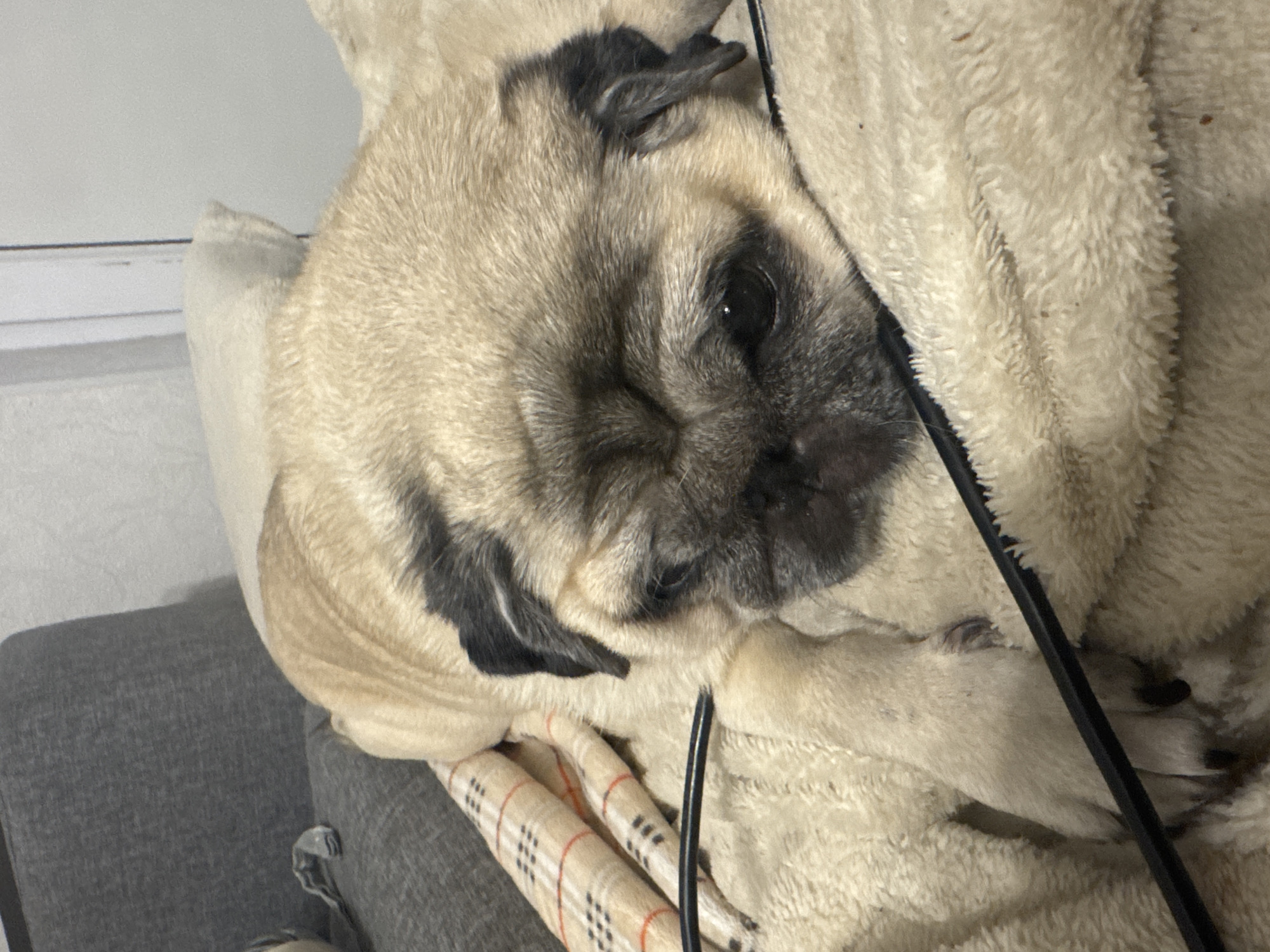 A pug dog is lying on a plush blanket. The dog is light tan with black markings on its face and ears. It is resting its head on the blanket, with its eyes partially closed. A black cord runs across the foreground of the image, partially obscuring the dog's paw. In the background, a portion of a gray couch and a white pillow are visible. The lighting suggests an indoor setting, possibly a living room. The image is cropped closely on the dog, with little of the surrounding environment visible. The location in Bishkek City, Kyrgyzstan cannot be determined from the provided image.