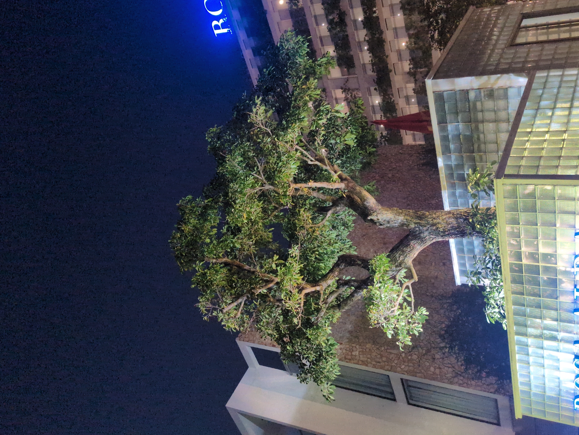 Captured at night in Tuy Hòa, Vietnam, the image presents a tilted view of a tree in the foreground, situated near buildings. The tree features a thick, gnarled trunk and dense green foliage. To the right, a structure made of glass blocks is brightly illuminated with a sign displaying blue light. A multi-story building with visible windows is located below. The sky, occupying the upper left of the frame, is dark.