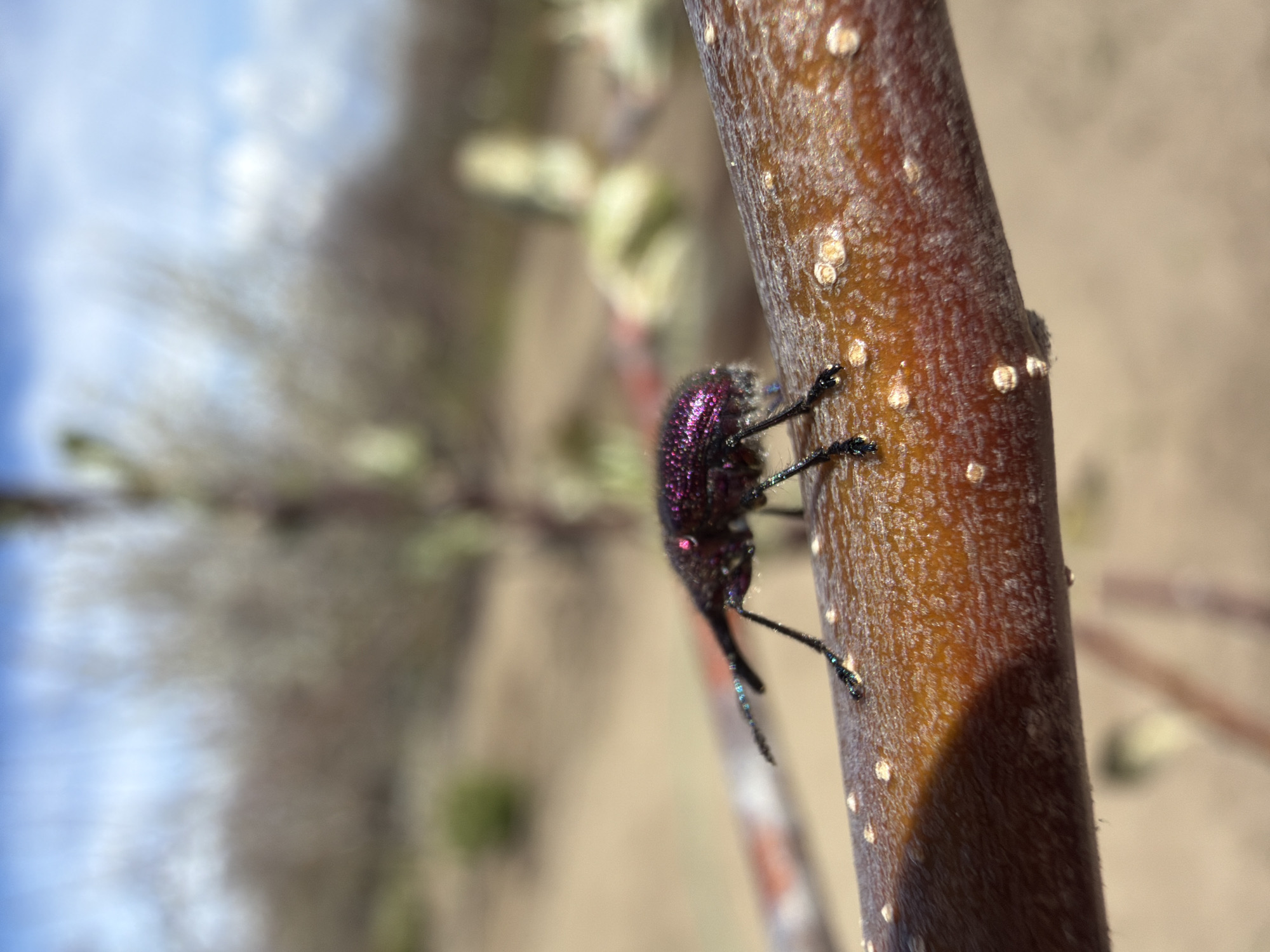 A close-up photograph shows a purple beetle with black legs and a long snout crawling on a brown branch. The branch has small white spots on it. The background is blurred, but appears to contain blurry vegetation, possibly catkins, and a light blue sky. The location is assumed to be Kamyshin, Russia.