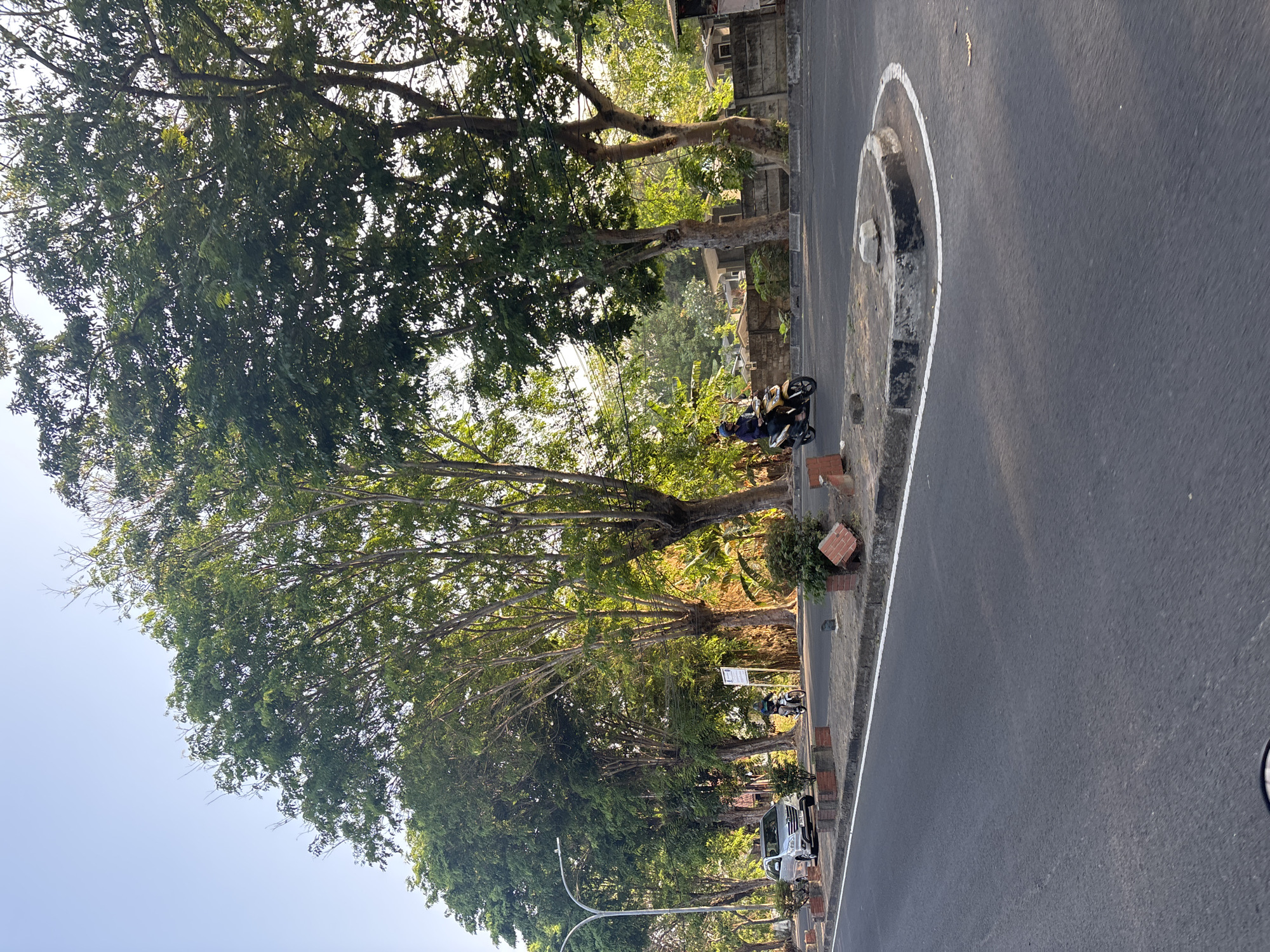 The image depicts a roadside scene in Cirebon, Indonesia, likely during daytime due to the clear sky and bright sunlight casting shadows. The foreground is dominated by an asphalt road. A median strip runs along the right side of the road, featuring a curved concrete barrier with white painted edges and a rough texture. This barrier is sparsely populated with small, green shrubs. To the left of the road, another median strip is visible, bordered by brick planters and containing small bushes.
Further back, a line of mature trees with dense green foliage forms a canopy over the scene, with sunlight filtering through the leaves. The trees appear to be a significant feature of the environment, suggesting a tree-lined street or park.
Several vehicles are present. A silver car is parked on the left side of the road, and a motorcycle with a rider wearing a blue helmet and dark clothing is in motion on the right side of the road, heading away from the viewer. The rider appears to be operating the motorcycle normally. In the background, a brick wall runs parallel to the road, and beyond that, residential buildings and more trees are visible. A street lamp is also present on the left side of the road. The overall impression is that of a well-established urban or suburban area with significant greenery.