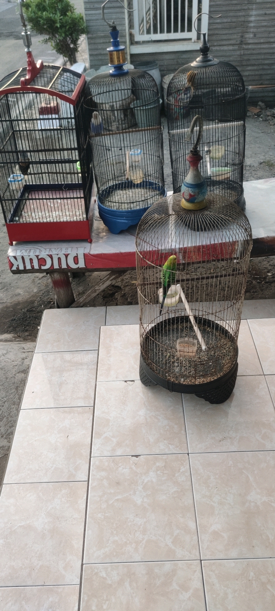 The image shows several bird cages placed on a table outdoors, possibly on a tiled patio. In the foreground, a round wire cage contains a green and yellow budgie perched on a wooden dowel. The cage has a black base and a decorative topper with blue and red elements. Behind this, another round wire cage with a similar decorative topper is visible, but its occupant is obscured. Further back, there are at least two more cages, one rectangular with a red base and a blue-topped round cage. The table appears to be made of wood and is covered with a red and white fabric or tarp with visible text. In the background, a fence and part of a building can be seen. The ground is tiled with square, light-colored tiles. The lighting suggests it is daytime. The overall scene depicts a bird market or a collection of pet birds. There is no indication of the specific location being Tebel, Indonesia within the image itself, but it is presented as such in the prompt.
