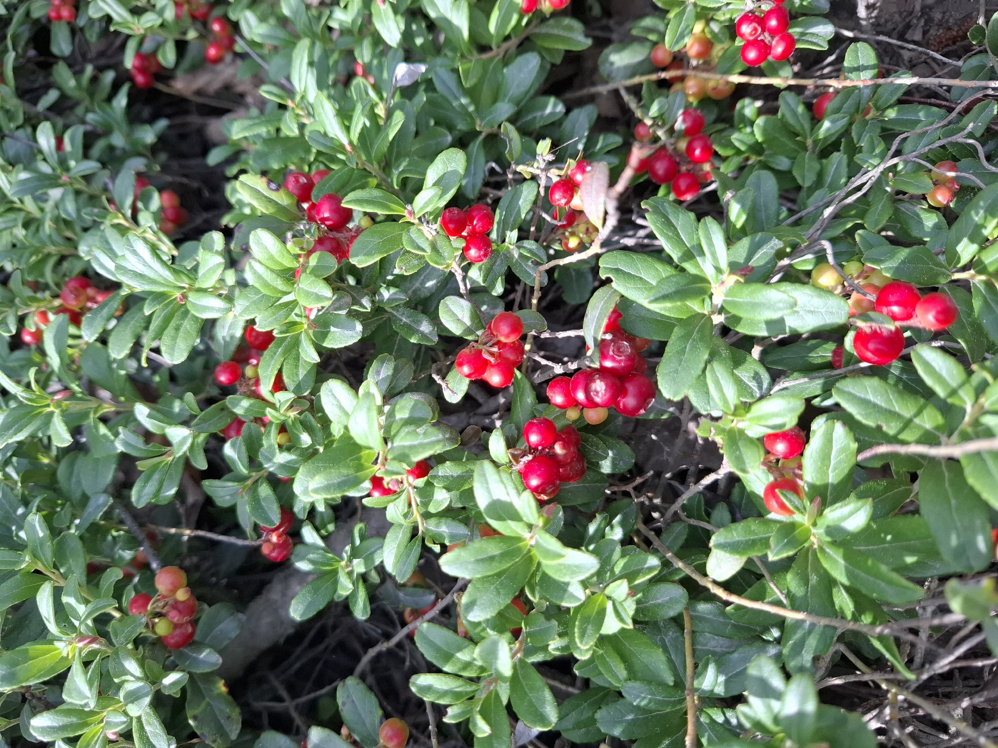 The image shows a close-up view of a patch of lingonberry bushes laden with ripe red berries and green leaves. The branches are thin and woody, with some dry twigs interspersed. The lighting suggests it is daytime, with shadows indicating sunlight filtering through the foliage. There are no people or animals visible in the scene. The image is taken in a natural outdoor environment, likely a forest floor or a shaded area. The abundance of lingonberries suggests a season of harvest. Given the context of Mikkeli, Finland, this scene could be found in the natural wooded areas surrounding the city, possibly in a forest known for its berry picking opportunities.