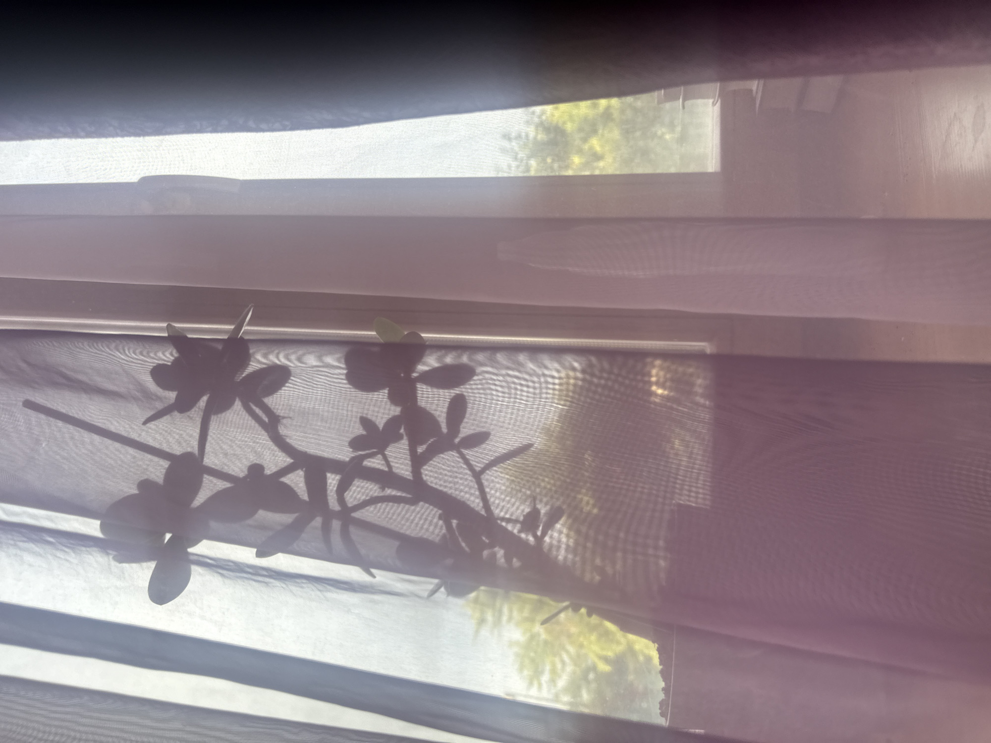 A shadowed silhouette of a jade plant with thick, fleshy leaves is visible through translucent, purple and white curtains in front of a window. Beyond the window, the blurred image of green foliage suggests an outdoor setting with trees. The sunlight filtering through the curtains creates a soft, diffused illumination. On the windowsill to the right, a stack of books is partially obscured by the curtain. The environment appears to be indoors, likely a residential setting, given the presence of curtains and books. The location in Tatar Pishlya, Russia, is an assumption based on the provided prompt and cannot be visually confirmed from the image alone.