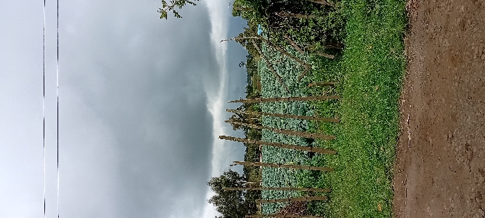 The image displays an agricultural landscape in Gatakaine, Kenya, under an overcast sky. In the foreground, a reddish-brown dirt path occupies the bottom quarter, leading to a strip of green grass. A rudimentary fence, constructed from approximately ten vertically oriented, irregularly shaped wooden posts of varying heights and diameters, stands between the grass and the main field. Beyond this fence, a vast field extends into the midground, densely populated with uniform rows of mature, green leafy crops, consistent with cabbage or kale. Further back, several dark green trees are visible, marking the horizon. The sky is largely covered by dense, dark grey clouds, suggesting an overcast or pre-rain condition. Two horizontal, thin dark lines, consistent with utility wires, are faintly discernible in the upper portion of the sky. No human figures or discernible structures of habitation are present.