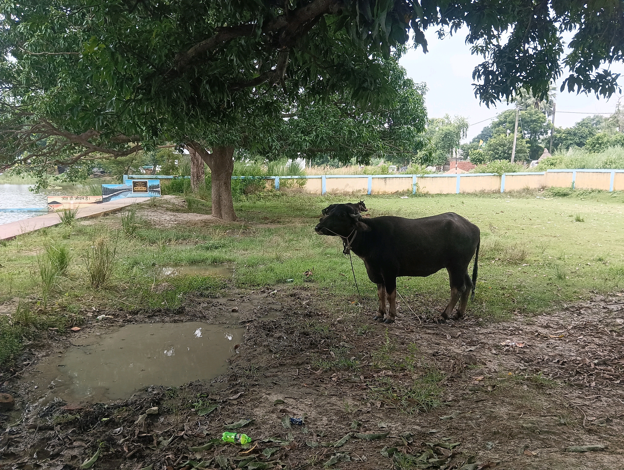 In the city of Tilkar, India, a black calf stands in a grassy, muddy area beside a body of water. The calf is tethered by a rope. To the left of the calf, a small pond of muddy water is visible. In the background, a low yellow and blue fence runs along a grassy area. A large tree with dense green foliage is prominent in the foreground, casting shadows. The environment appears somewhat unkempt, with debris visible on the ground, including a green plastic bottle. The sky is overcast.