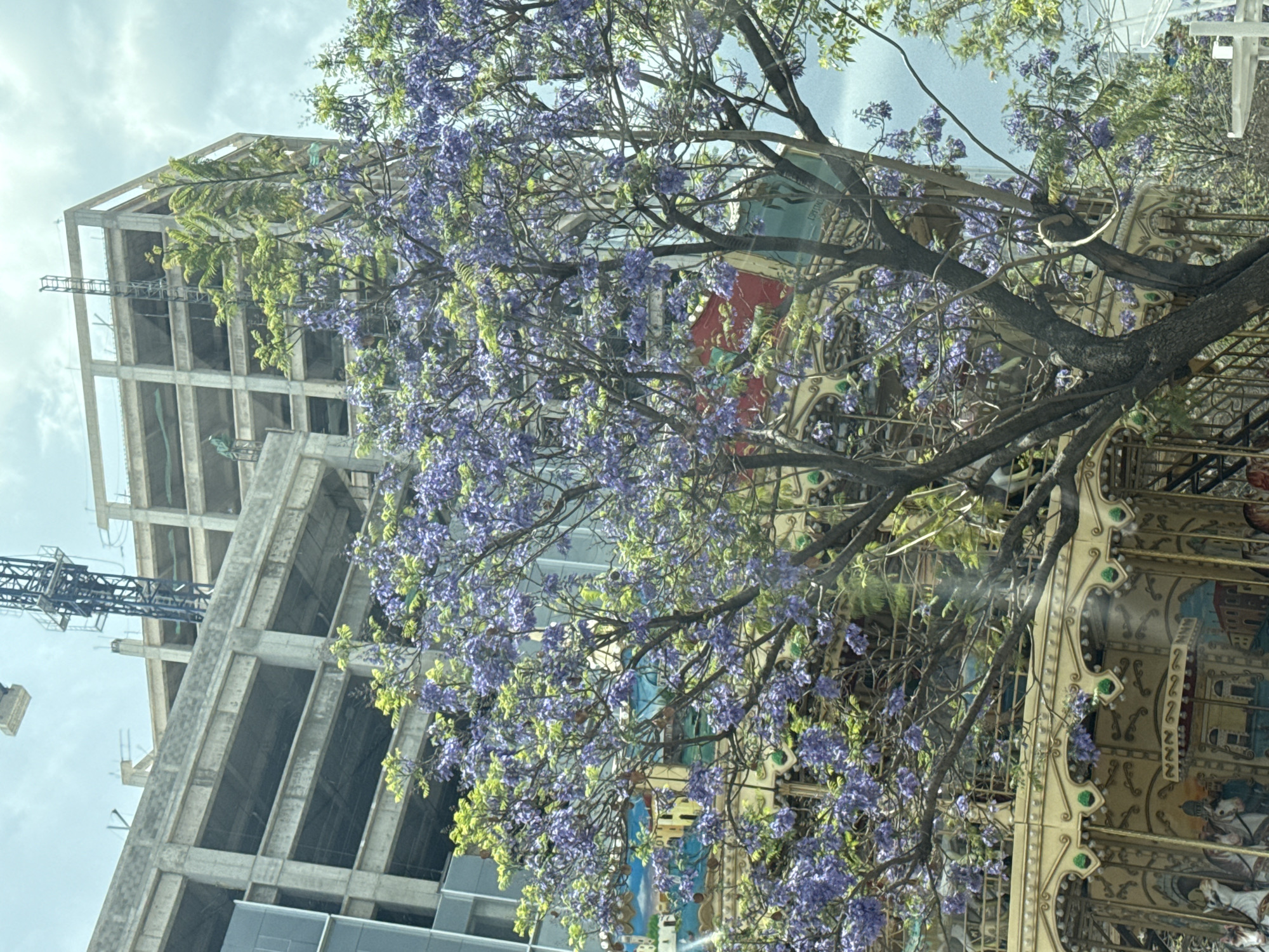 The image depicts a building under construction in the city of Puebla, Mexico. A crane is visible next to the skeletal structure. A vibrant tree with purple flowers dominates the foreground, partially obscuring the view. Behind the tree is a carousel. The sky is overcast, suggesting a cloudy day.