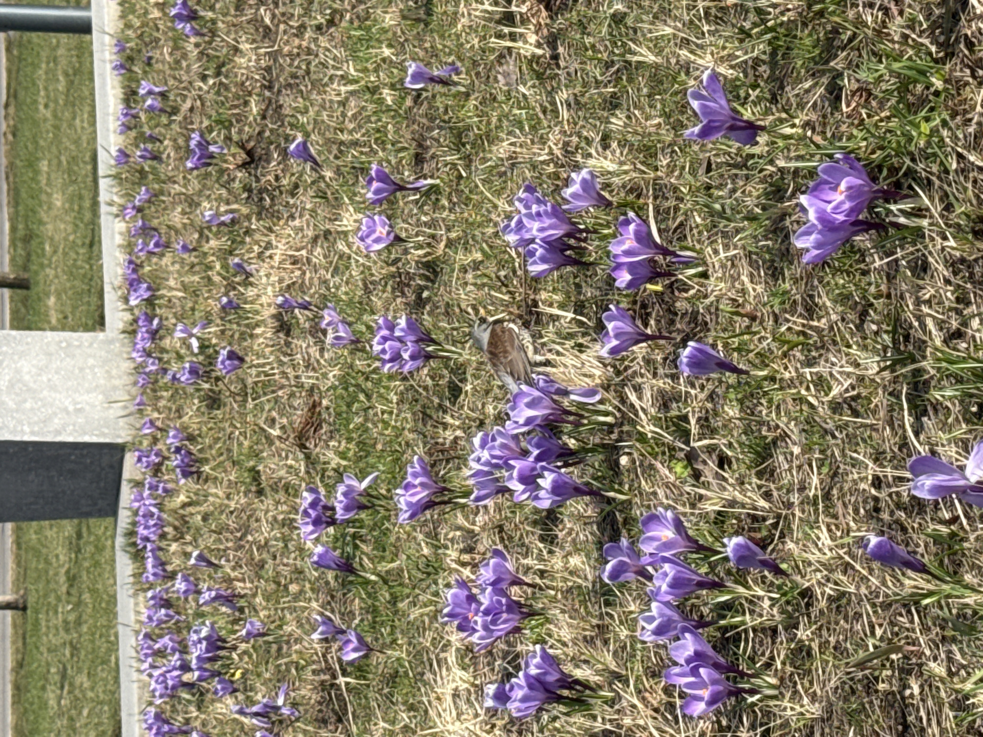 The image shows a patch of purple crocuses blooming in a grassy area, possibly a lawn or park. A grey metal fence post is visible on the left edge of the frame. A small brown and white bird is perched among the flowers. The grass is a mix of green and dried brown blades. The location is likely a public space in Moscow, Russia, though there are no buildings or distinctive landmarks visible to definitively confirm this.