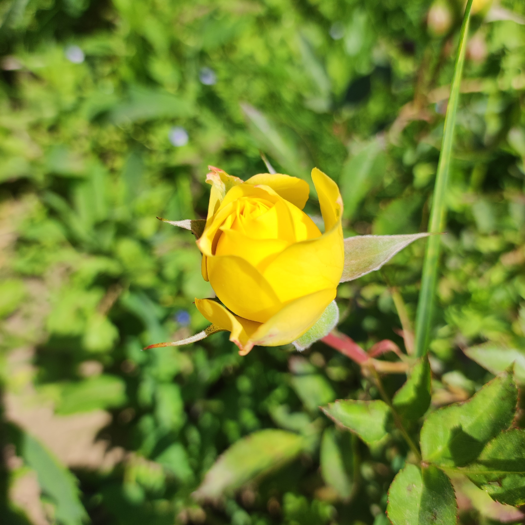 A close-up, high-angle shot focuses on a single, unopened yellow rosebud. The rosebud is positioned slightly left of center and is surrounded by blurred green foliage. The petals of the rose are tightly furled, revealing a vibrant yellow hue, with hints of red on the outer edges of some petals. Small thorns are visible on the stem supporting the bud. The background consists of various green leaves and stems, out of focus, suggesting a natural outdoor setting. No people are present in the image. The image was captured in Navoloki, Russia.
