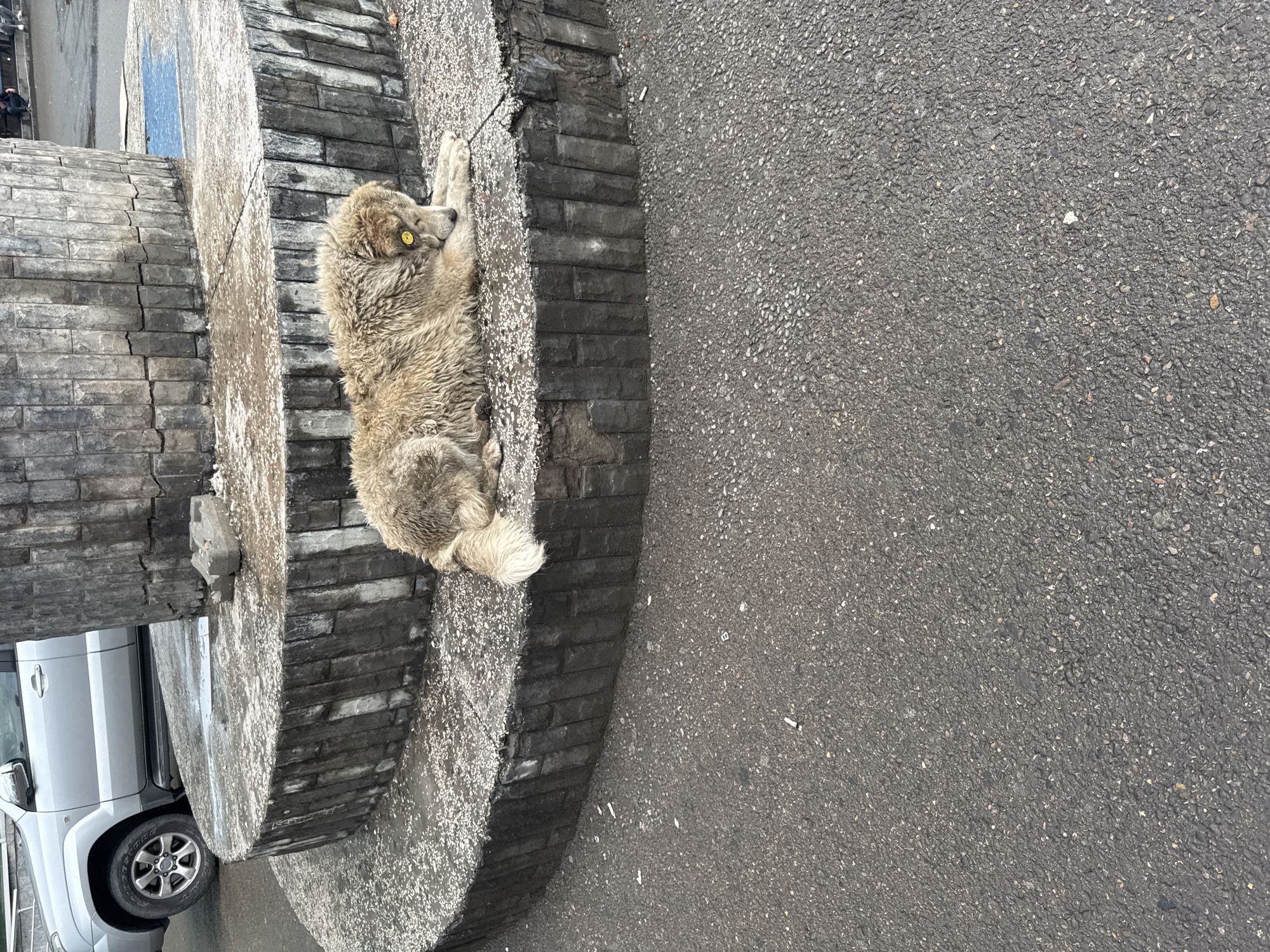 A tan, shaggy dog with a yellow tag on its eye is lying on a multi-tiered circular concrete structure. The dog's body is partially obscured by its fur. The concrete structure is weathered and appears to be part of an outdoor monument or public space. In the background, a silver SUV is parked to the left of the structure. The ground in front of the structure is asphalt. The scene appears to be located in Tbilisi, Georgia, based on the architectural style of the structure and the presence of an SUV commonly seen in the region.