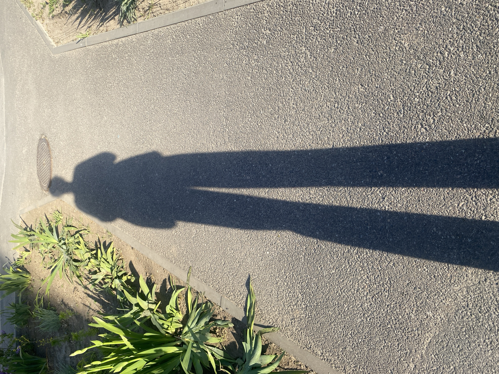 The image shows an aerial view of a paved surface, likely a sidewalk or pedestrian walkway. The texture of the pavement is rough and granular. A long, dark shadow of a person is cast across the surface, suggesting a low sun angle, typical of morning or evening. The shadow is elongated and distorted, indicating the light source is not directly overhead.
Along the left edge of the pavement, there is a strip of vegetation, including leafy plants. At the very left edge, there is a metallic manhole cover. A gray border separates the pavement from the vegetation.
The image does not provide direct evidence of being taken in Dnipro, Ukraine. Therefore, I am omitting this from the description.