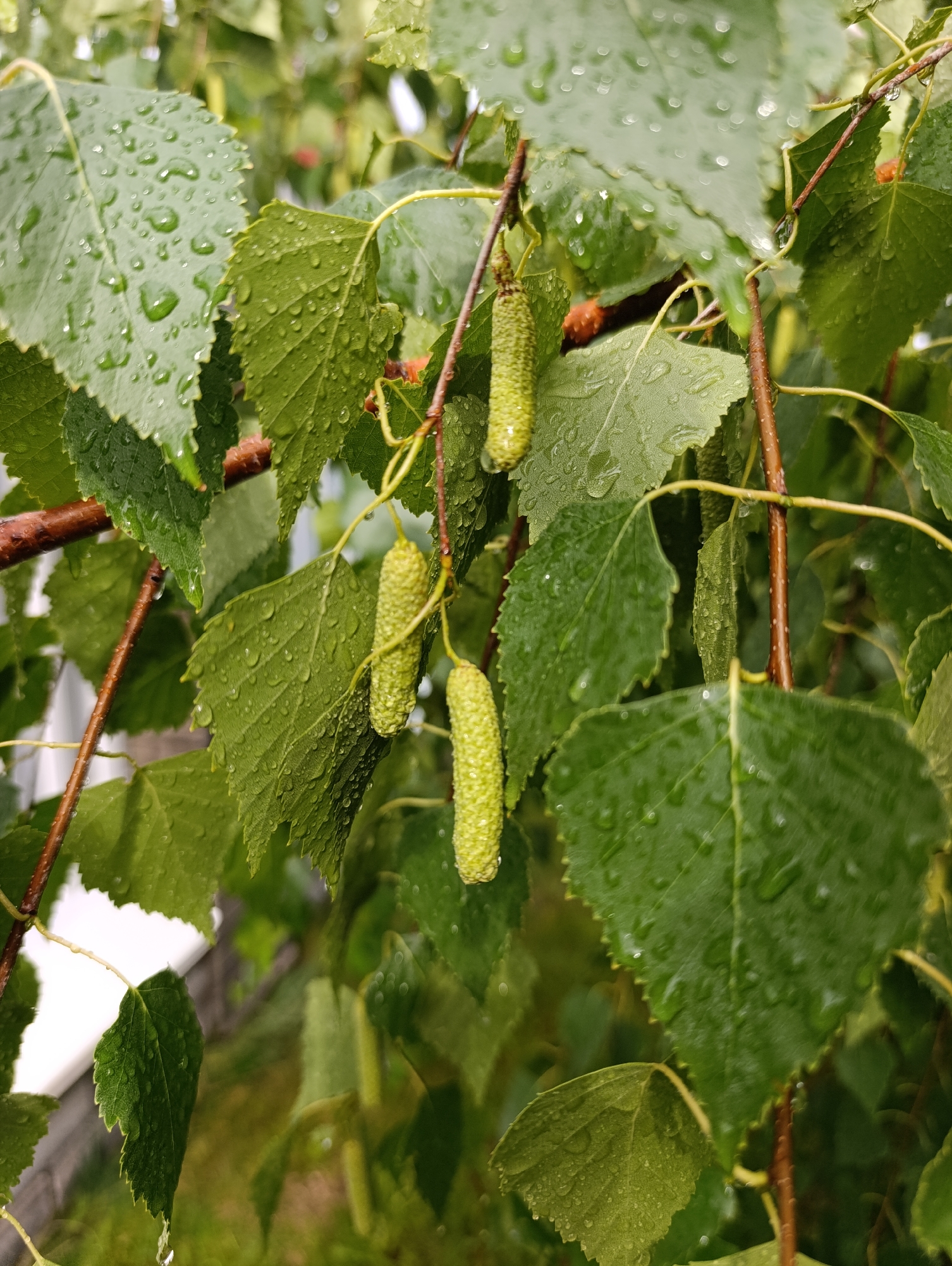 The image shows a close-up of a birch tree branch with green leaves and catkins after a rain. Water droplets are visible on the leaves and catkins. The background is blurred and appears to be an outdoor setting with some greenery. The image was taken in the village of Ivanovka, Russia. There are no people or animals in the image. The focus is on the natural elements of the tree.