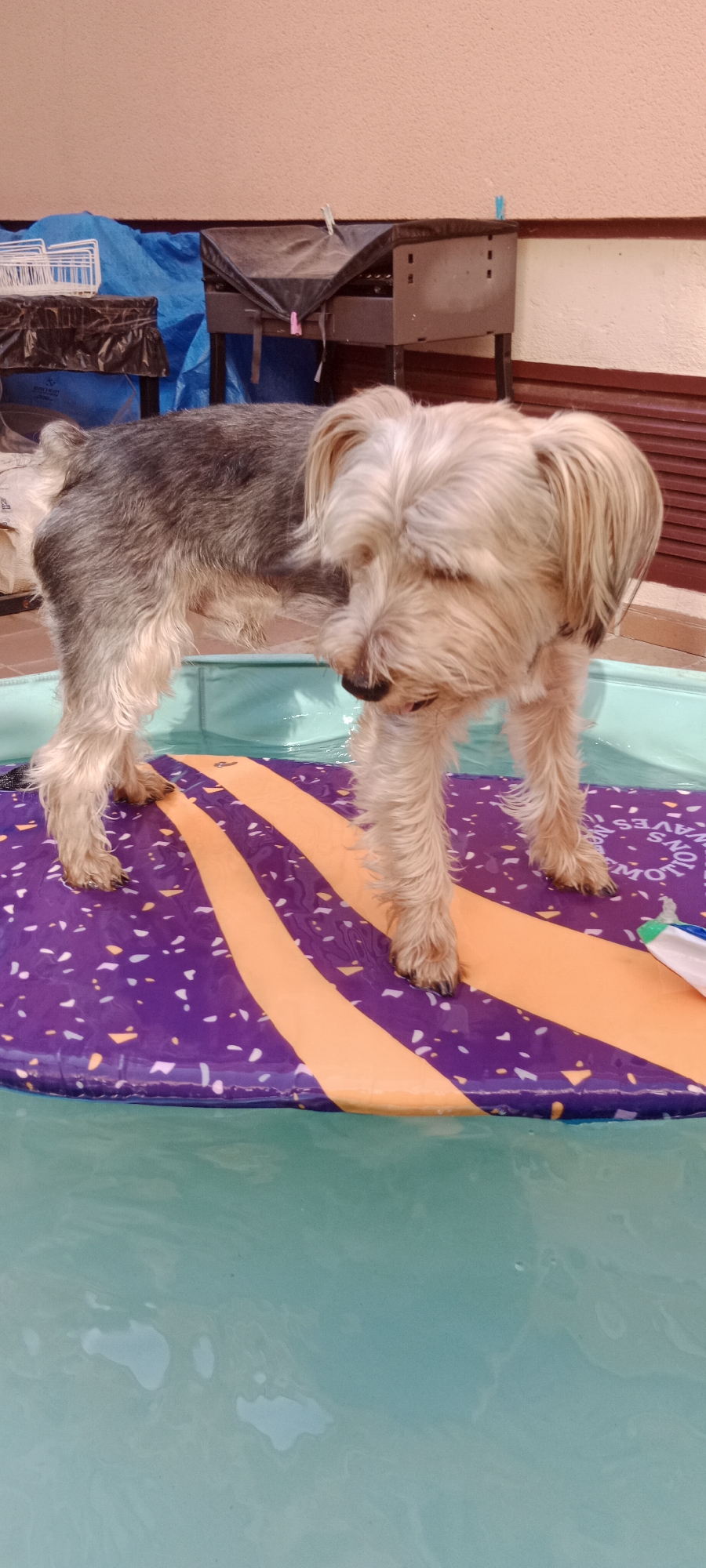 A medium shot shows a small, scruffy, grey and tan dog standing on a purple and orange inflatable mat that is floating in a small, teal kiddie pool. The dog is facing to the right, looking down and to its left, with its body slightly angled. The dog's fur is long and shaggy, particularly around its face and legs. The background of the image is blurred, but appears to be an outdoor patio area with a pink wall, a dark-covered grill, and a blue tarp. The image is taken from a high angle, looking down at the dog and pool. There is no information about the location in the city of Galapagar, Spain.