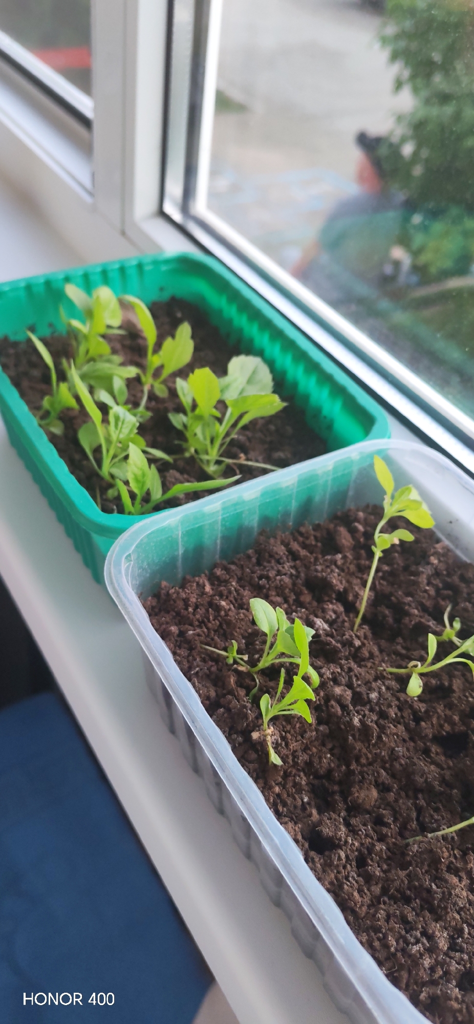 Two plastic trays with seedlings are sitting on a windowsill. The tray on the left is green, and contains multiple seedlings with broad leaves. The tray on the right is clear/transparent and contains sparse seedlings with thin leaves. The windowsill is white. A window is behind the trays showing the exterior. It is difficult to see objects outside the window clearly. The lower left corner of the image includes the text "HONOR 400". The image appears to be taken indoors, on a window sill. The location is not ascertainable from the image.
