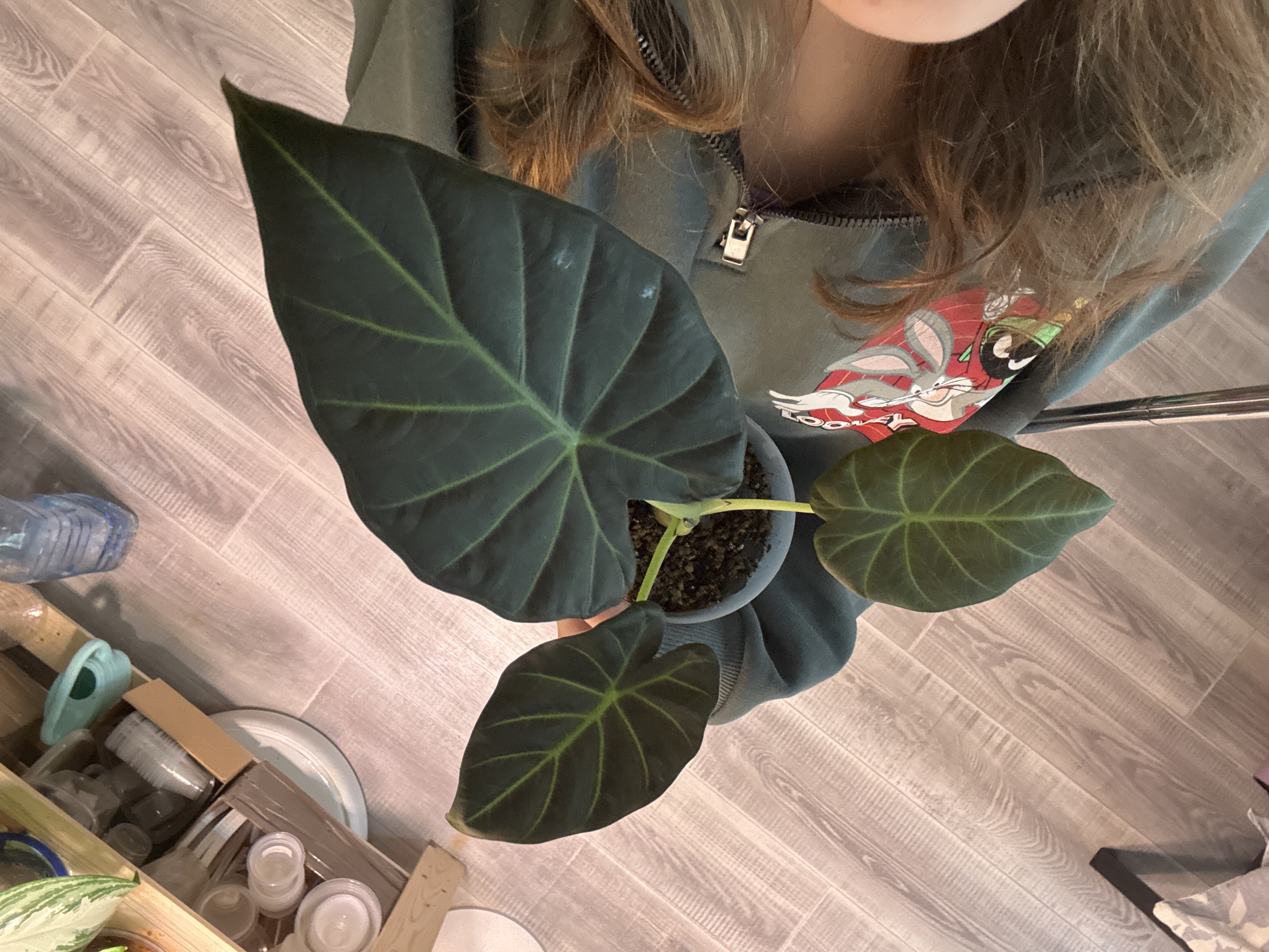 A person wearing a green hooded sweatshirt with a cartoon graphic on the front is holding a potted plant with three large, dark green leaves featuring prominent, light green veins. The plant is in a gray pot filled with soil. The person is positioned above a floor with a light-colored wood plank pattern. To the left of the person, near the edge of the frame, is a wooden crate containing various items, including clear plastic containers, a blue watering can, and a blue plastic bottle. The location is unknown and there is no information indicating this photograph was taken in Saint Petersburg, Russia.
