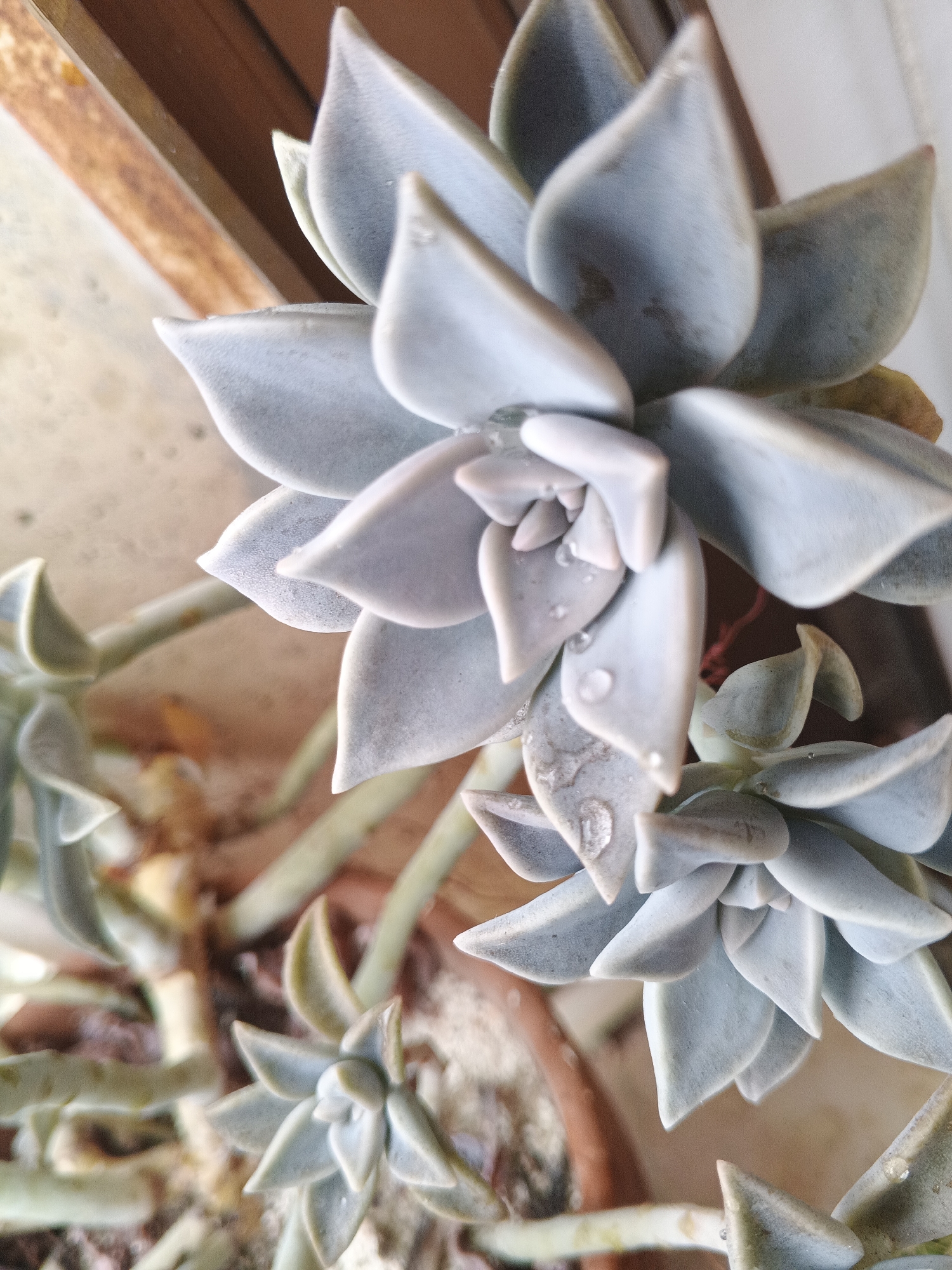 The image shows a close-up, overhead view of a potted succulent plant. The plant features fleshy, pale blue-gray leaves arranged in a rosette pattern. A few water droplets are visible on the leaves. The plant is in a terracotta pot. The background includes a wooden surface and a light-colored wall or surface. The location is likely Caracas, Venezuela.