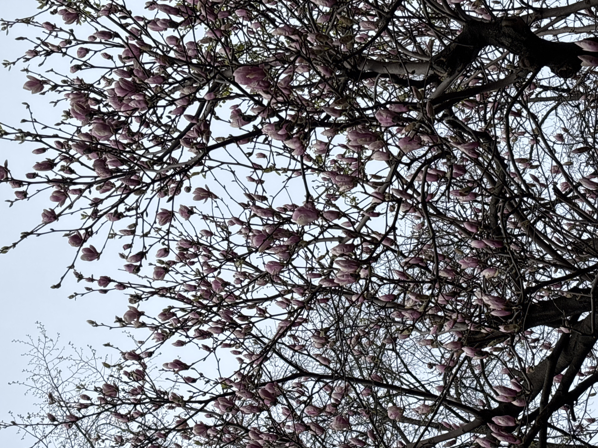 This close-up image captures the upper branches of a flowering tree, likely a magnolia, viewed from below against a uniformly light, overcast sky. The tree is adorned with numerous pinkish-purple flower buds and some partially open blossoms, indicating the early stages of spring bloom. The intricate network of dark, bare branches, devoid of leaves, fills most of the frame, providing a striking contrast against the pale sky.
The perspective emphasizes the delicate beauty of the emerging flowers as they unfurl. The sky is bright but diffused, suggesting a cloud-covered day without direct sunlight. The scene is one of natural beauty, characteristic of springtime.
This photograph depicts a natural setting in Moscow, Russia. There are no people, man-made objects, or visible text within the frame. The focus is entirely on the botanical subject, evoking a peaceful and refreshing atmosphere.