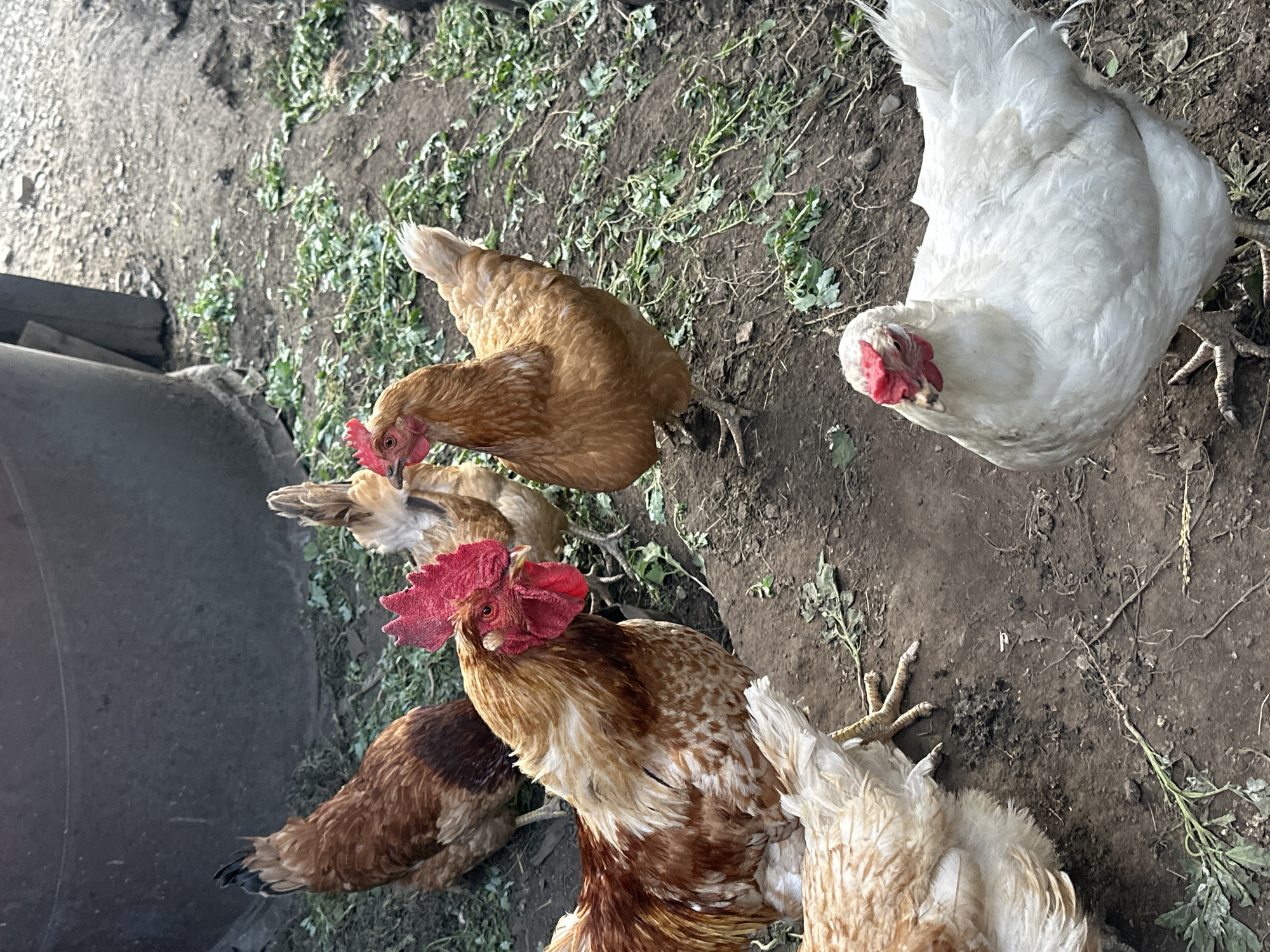 The image depicts a flock of five chickens on the ground in an outdoor, rural setting. The chickens are of various colors, including brown, white, and a reddish-brown and white speckled variety. One of the speckled chickens is a rooster with a prominent red comb. The ground is composed of dirt and scattered green vegetation. In the background, a large, dark, cylindrical object, possibly a barrel or water tank, is visible, along with a blurred wooden structure. The lighting suggests it is daytime. The location is identified as Novoyeniseyka, Russia.