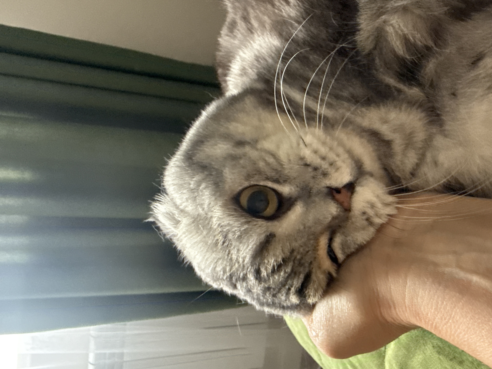 An indoor, close-up shot features a domestic cat playfully interacting with a human hand. The cat, likely a Scottish Fold with its distinctive folded ears (though one is less visible) and striking grey and silver tabby coat, is positioned with its head tilted and body largely out of frame, appearing to be upside down. Its large, round golden eyes are fixed directly on the viewer, and prominent white whiskers fan out from its face. The cat's snout is pressed against the base of a human thumb and wrist, suggesting a gentle bite or affectionate mouthing during play.
Only a portion of the human hand, showing light skin tone and texture, is visible, indicating an intimate interaction between pet and owner. The background consists of soft, blurred elements. A warm, light green fabric, possibly a blanket or piece of furniture, occupies the lower part of the background. Above this, dark green horizontal blinds or curtains are visible, suggesting a window area, with a narrow strip of lighter-colored window blinds or a sill at the bottom edge of the frame. The lighting is soft and natural, indicating an indoor setting during daytime. The scene captures a moment of affectionate playfulness in a home environment located in Oktyabrsky, Russia. No text is visible in the image.