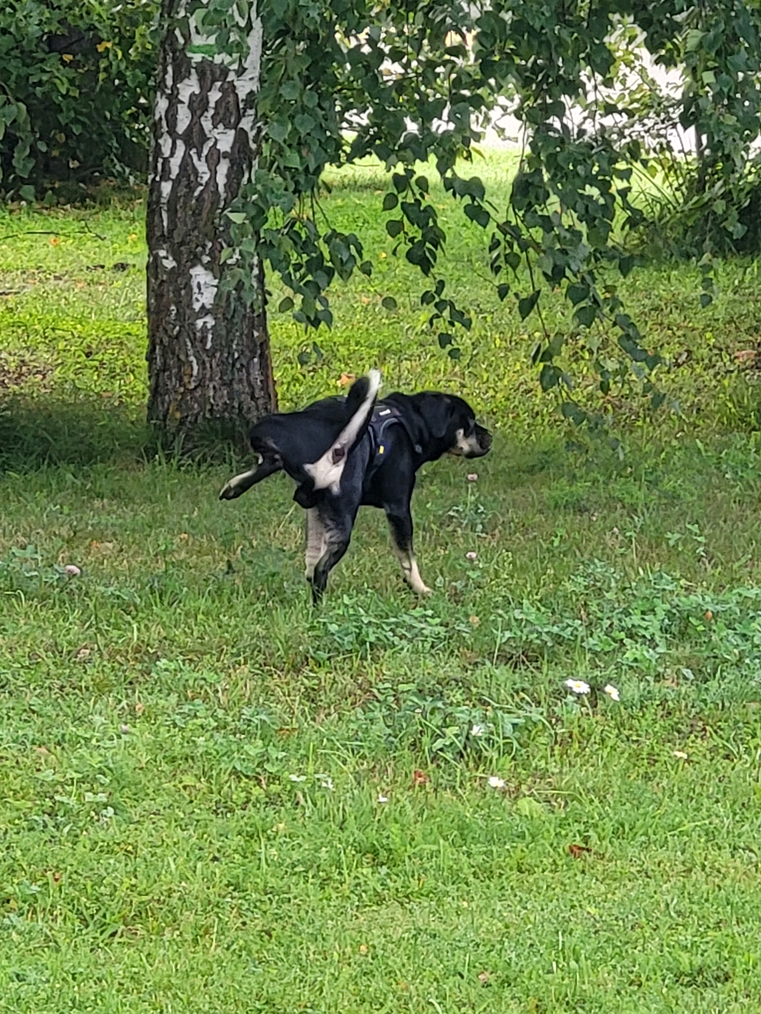 A medium-sized black and tan dog with a harness is in the process of urinating while standing on its hind legs in a grassy area. The dog's tail is raised, and its rear is positioned away from the viewer. The dog is facing to the right. Behind the dog, a birch tree with distinctive white and black bark stands prominently. The ground is covered in green grass with some small white and pink flowers scattered throughout. In the background, there are more trees and foliage, with dappled sunlight filtering through the leaves. The scene appears to be outdoors in a park or natural setting.