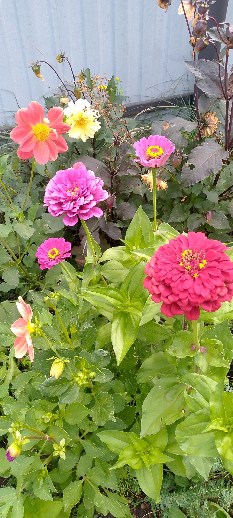 The image displays a close-up view of a flower bed featuring several blooming zinnias and dahlias. The flowers are vibrant and colorful, ranging from bright pink and deep fuchsia to coral pink and pale yellow. The zinnias exhibit intricate, ruffled petal structures, while the dahlias have a more open, daisy-like appearance with prominent yellow centers. The foliage is lush and green, providing a verdant backdrop. In the upper portion of the image, a light blue corrugated metal fence is visible, suggesting an outdoor setting. A few dried seed heads and slender stalks of grass intermingle with the living plants, adding a touch of natural variation. The overall impression is that of a well-maintained garden or a patch of wildflowers. The scene is static, with no people or animals present. The lighting suggests it is daytime, with soft, natural light illuminating the scene. The location is specified as Askarovo, Russia, implying this is a garden or natural area within that region.