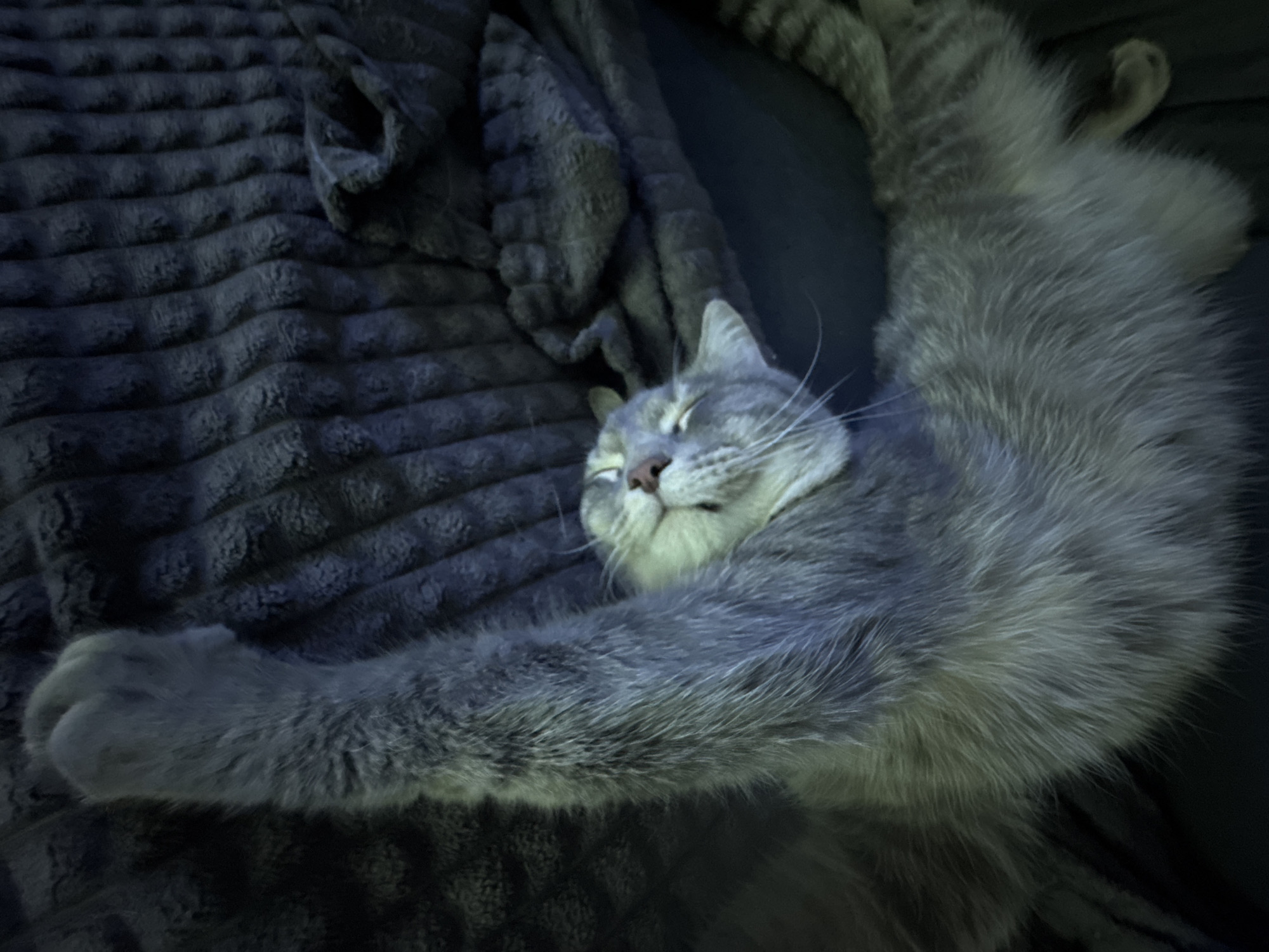 The image captures a domestic cat in a state of deep sleep or profound relaxation, stretched out on a dark grey, textured blanket with a prominent ribbed pattern. The cat, appearing to be a grey and white tabby, lies on its back or side with its eyes closed and mouth slightly agape, revealing a peaceful expression. Its front paws are extended outwards, and one hind leg is also stretched upwards, indicating complete comfort and surrender to sleep. The fur on its body shows variations in grey and white tones, highlighted by soft lighting. The background consists of the blanket and a darker, plain surface beneath it, suggesting a cozy indoor setting, possibly a bed or couch. The lighting is dim, creating a serene and calm atmosphere, likely indicative of evening or nighttime. No specific location cues, weather conditions, or visible text are present. The dominant emotion conveyed is one of tranquility and contentment.