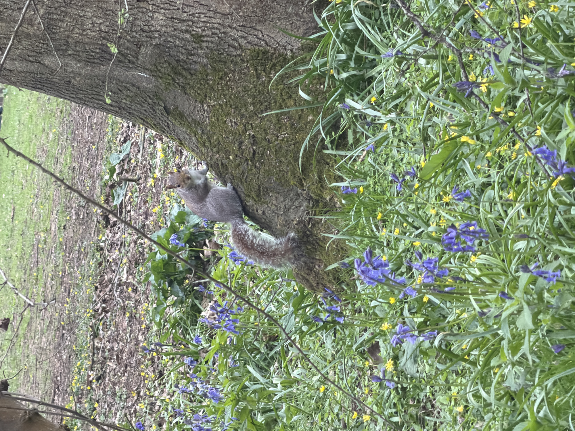 The image captures a vibrant woodland or park scene, likely in spring, with a squirrel as the central focus. The photograph is oriented vertically, with the natural horizon running vertically down the left side of the frame.
A large tree trunk, covered in textured, mossy bark, dominates the left-center of the image, appearing almost horizontal due to the image's orientation. Perched on this tree trunk, towards the lower left portion of the image, is a grey squirrel. The squirrel is captured in profile, facing towards the right, with its front paws raised to its mouth, suggesting it is eating something. Its bushy tail arches upwards and slightly backwards over its body. The squirrel's fur appears soft and mottled grey, with a lighter underside.
The ground around the tree is rich with natural flora. To the right of the tree trunk, and extending into the foreground and background, is a dense carpet of green foliage. Scattered throughout this green undergrowth are numerous small blue flowers, resembling bluebells, clustered together in patches. Alongside these blue flowers, smaller, bright yellow flowers are also visible, adding splashes of color to the scene. The ground further back, particularly towards the "top" (which would be the left side if rotated), appears to be covered with a mix of green grass and fallen brown leaves, suggesting a transition from open grass to wooded undergrowth.
A few thin, bare branches are visible across the frame, partially obscuring the view but adding to the natural feel of the setting. The lighting suggests it's daytime, possibly a bright but soft day, as there are no harsh shadows. The overall impression is one of a peaceful and natural environment teeming with early spring growth. There is no visible text in the image.
