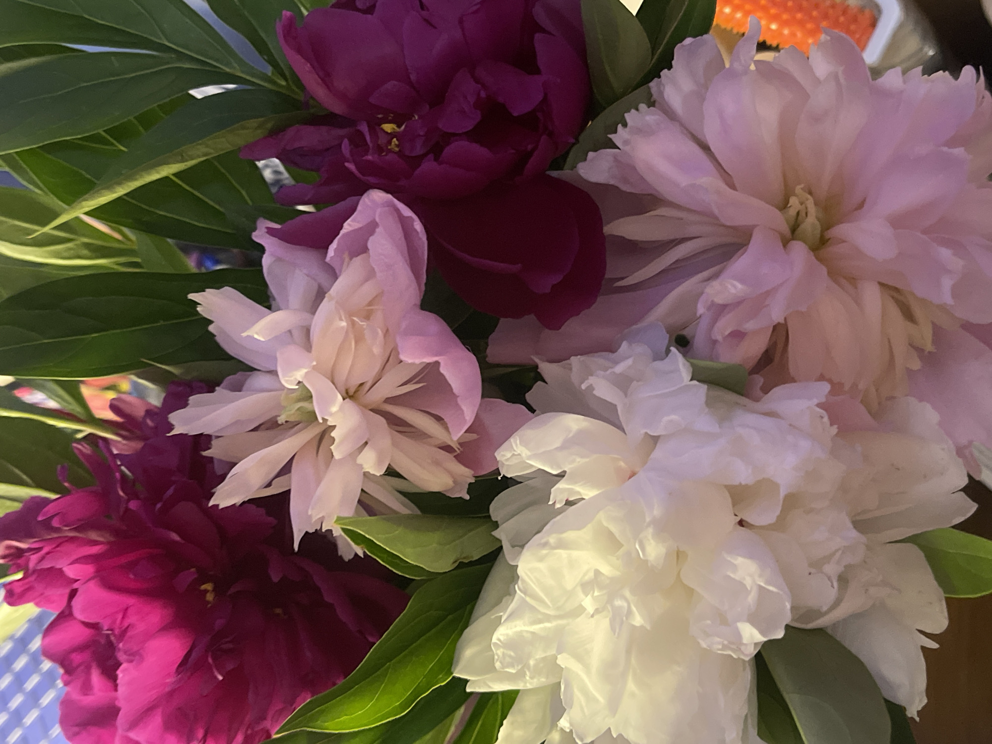 A close-up shot captures a vibrant bouquet of peonies in various shades of pink, purple, and white. The flowers are densely packed, with their layered petals creating a soft, full texture. Lush green leaves are interspersed throughout the arrangement, providing a natural contrast to the delicate blooms. The lighting suggests an indoor setting, possibly with natural light contributing to the soft illumination of the petals. The colors are rich and saturated, highlighting the natural beauty of the flowers. The background is softly blurred, keeping the focus entirely on the peonies. There are no people or specific objects identifiable beyond the flowers and leaves. The overall impression is one of natural beauty and floral abundance. There is no visible text in the image.