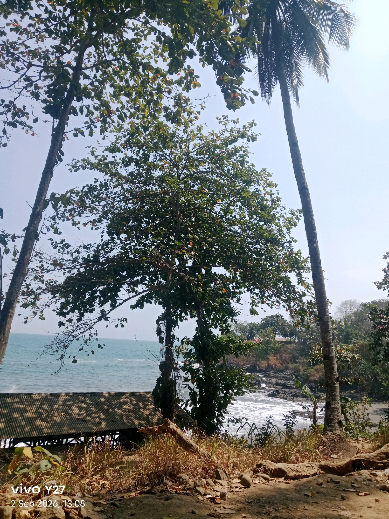 The image depicts a tranquil beach scene, likely in Palabuhanratu, Indonesia, under a bright, clear sky. The foreground is dominated by dry, sun-baked ground scattered with fallen leaves and rocks, with patches of tall, dry grass. Several trees are prominent: two with dark, textured trunks frame the view, their branches laden with green and some reddish leaves, reaching towards the sky. To the right, a tall, slender palm tree stands, its fronds fanning out.
Beyond the immediate foreground, a weathered, corrugated metal roof structure, possibly a simple shelter or building, is visible on the left. The roof is supported by visible wooden beams.
The middle ground features the sea, its blue water meeting a rocky shoreline. White-capped waves crash against the rocks, creating a dynamic contrast with the calmer waters further out. The coastline appears somewhat rugged, with dark rocks interspersed with patches of sand and vegetation. Lush green foliage covers the higher ground beyond the beach, with more trees dotting the landscape. The overall atmosphere is one of natural beauty and peaceful solitude. The timestamp "2 Sep 2026, 13.08" is superimposed on the lower left corner, along with the text "vivo Y27".