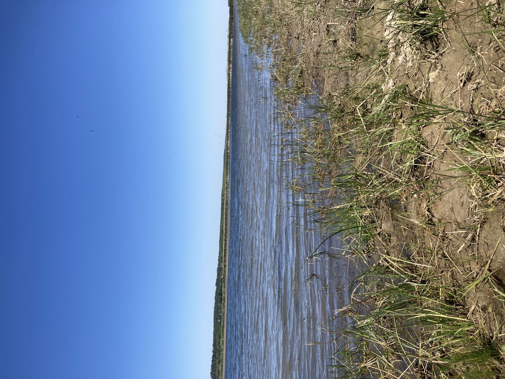 This is a horizontal, landscape image depicting a body of water adjacent to a grassy, muddy bank under a clear blue sky. The water fills the majority of the frame, appearing somewhat choppy with ripples on its surface. In the distance, a thin line of trees or vegetation marks the far bank of the water. The foreground right shows a muddy bank with sparse, dry grass and some green shoots. Several small, dark specks are visible in the sky, which may be birds or insects. The lighting suggests it is daytime, likely with good weather, as indicated by the clear sky and sunlight illuminating the scene. The overall impression is of a natural, open environment, possibly a river, lake, or marsh. There is no visible text in the image.