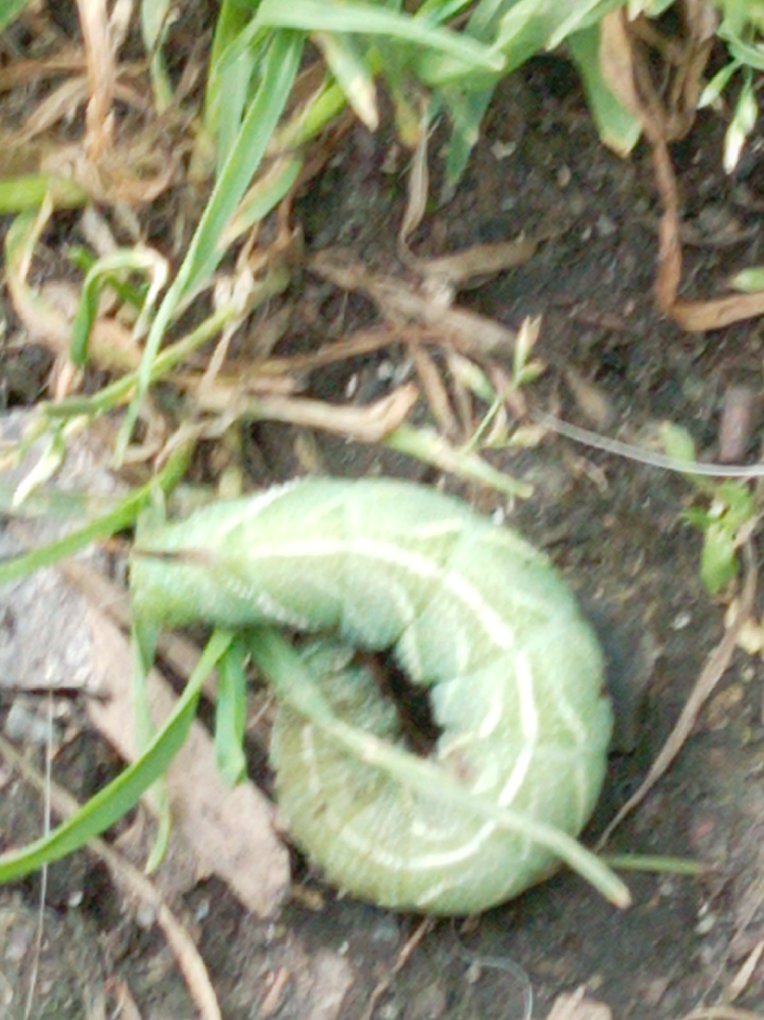 A pale green caterpillar with white stripes is coiled on the ground amidst dry leaves and green grass. The ground is dark brown soil. The image is taken in Artyom, Russia, at a close-up perspective, with the caterpillar as the central subject.