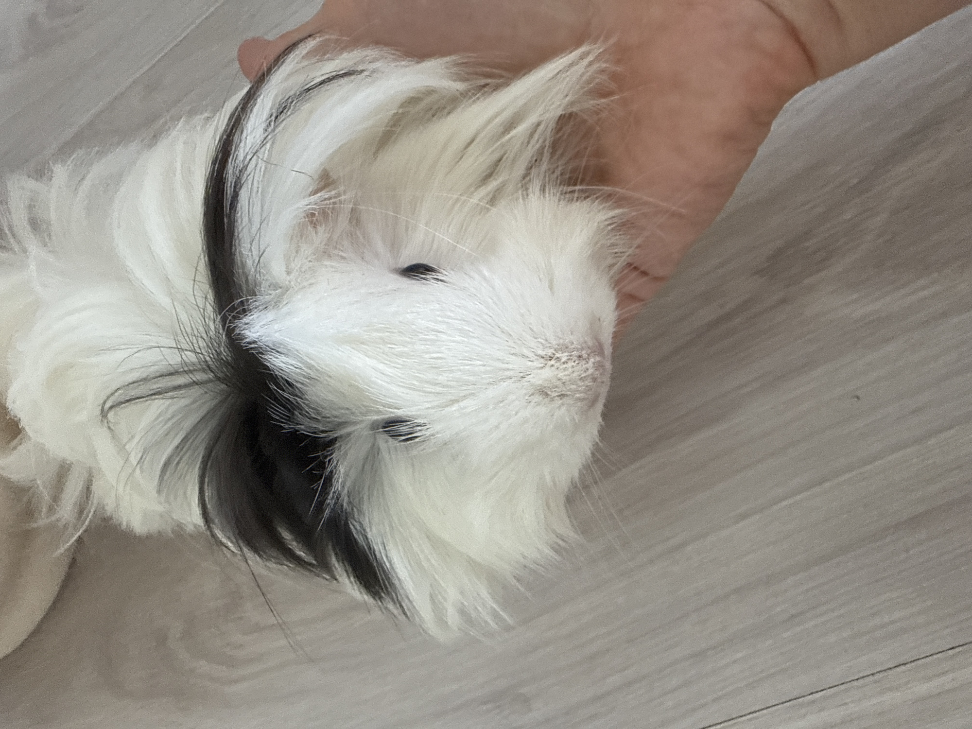 A close-up, eye-level shot shows a fluffy guinea pig with black and white fur being held in a person's hand. The guinea pig's face is mostly white with a black patch of fur on its head. Its eyes are small and dark, and its nose is pink. The guinea pig's fur is long and messy, giving it a wild appearance. The person's hand is visible supporting the guinea pig from underneath. The background consists of a light-colored wooden floor, possibly in a residential setting within Almaty, Kazakhstan. The lighting is natural and diffused.