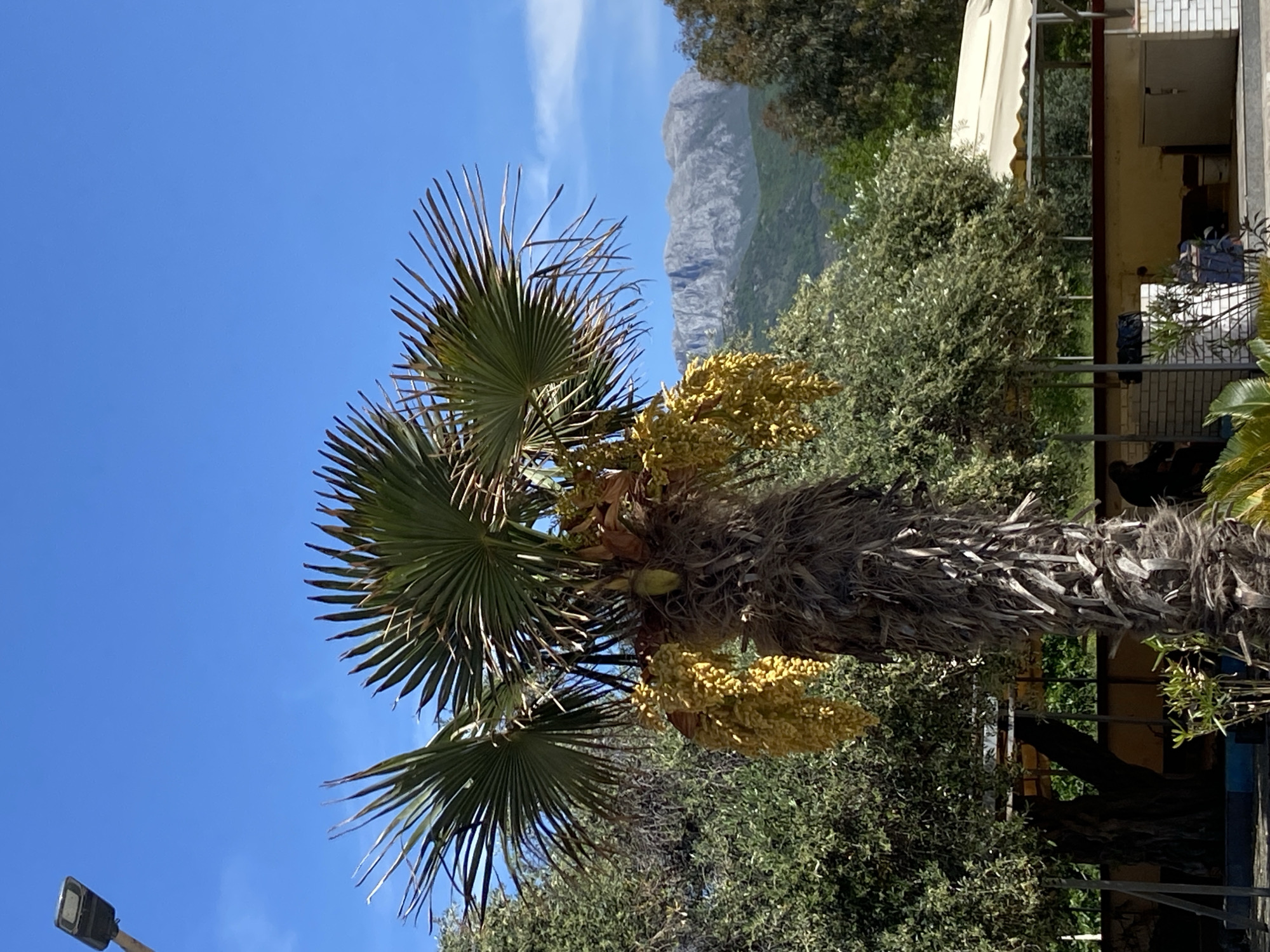 The image captures a vibrant outdoor scene dominated by a large palm tree, correctly oriented. The palm tree, centrally positioned, features numerous broad, fan-shaped fronds and dense clusters of yellow, elongated fruits or flowers. Its sturdy trunk displays a rough, fibrous texture.
In the background, a majestic, rugged grey mountain range ascends towards a clear, bright blue sky, with a few faint wisps of clouds. Lush green foliage, comprising various trees and bushes, fills the mid-ground and frames the distant mountains. To the right side of the frame, partially obscured by greenery and the palm tree, is a segment of a building. It features a cream-colored retractable awning and an exposed section with a metal railing, possibly indicating a balcony or an outdoor seating area. A modern street light fixture is partially visible in the bottom left corner, silhouetted against the blue sky.
The scene is bathed in bright sunlight, indicative of daytime, under a clear sky. The presence of palm trees, mountains, and the architectural style suggests a warm, possibly Mediterranean, environment, aligning with the provided location context of Bar, Montenegro. There are no people visible, and no discernible text is present in the image. The overall impression is one of natural beauty combined with some human development.
